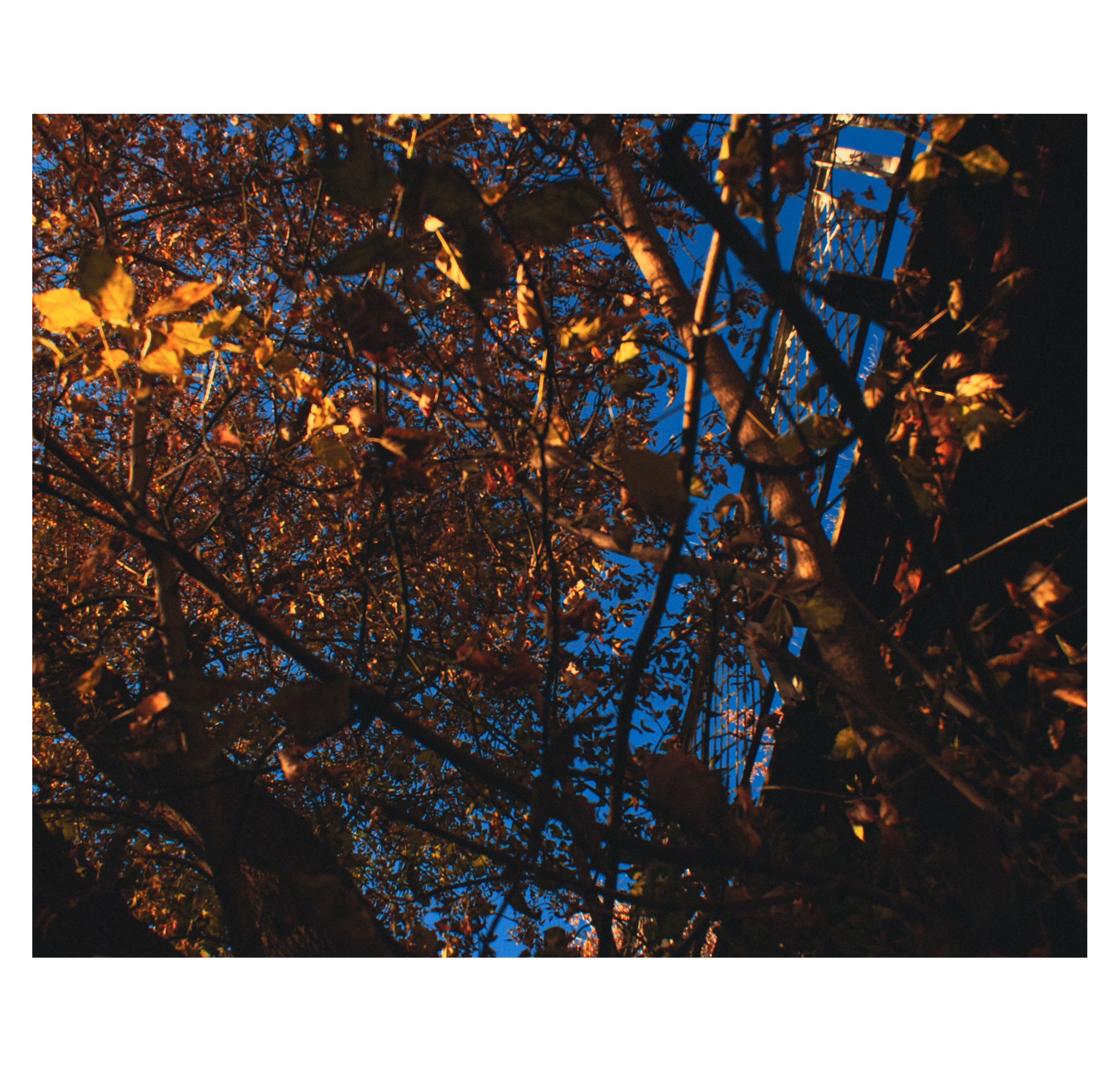 Shades of autumn. Фотограф/дизайнер в Екатеринбурге Хитрый Дмитрий