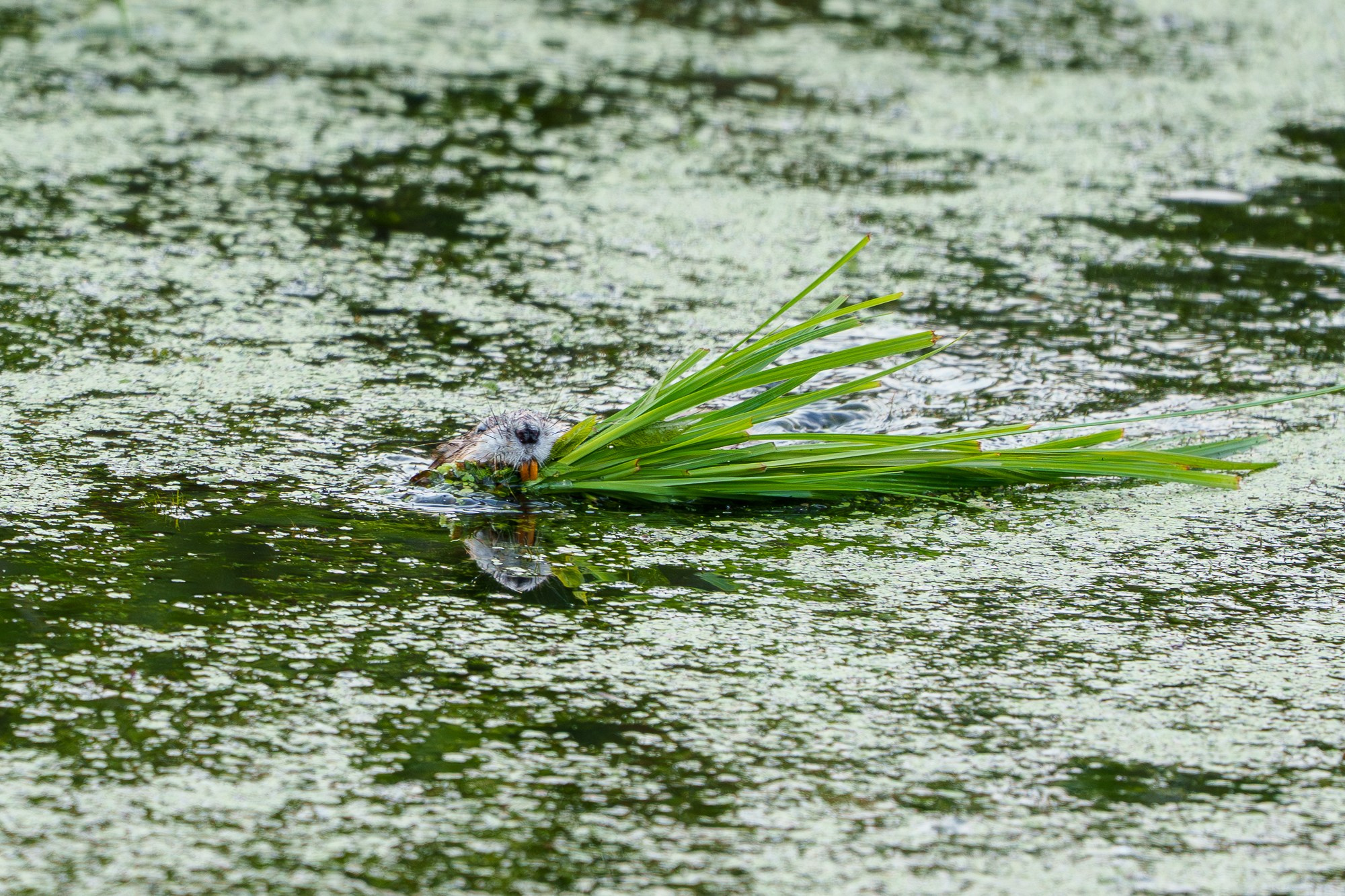 Животные. Ваш личный фотограф Марина Волкова