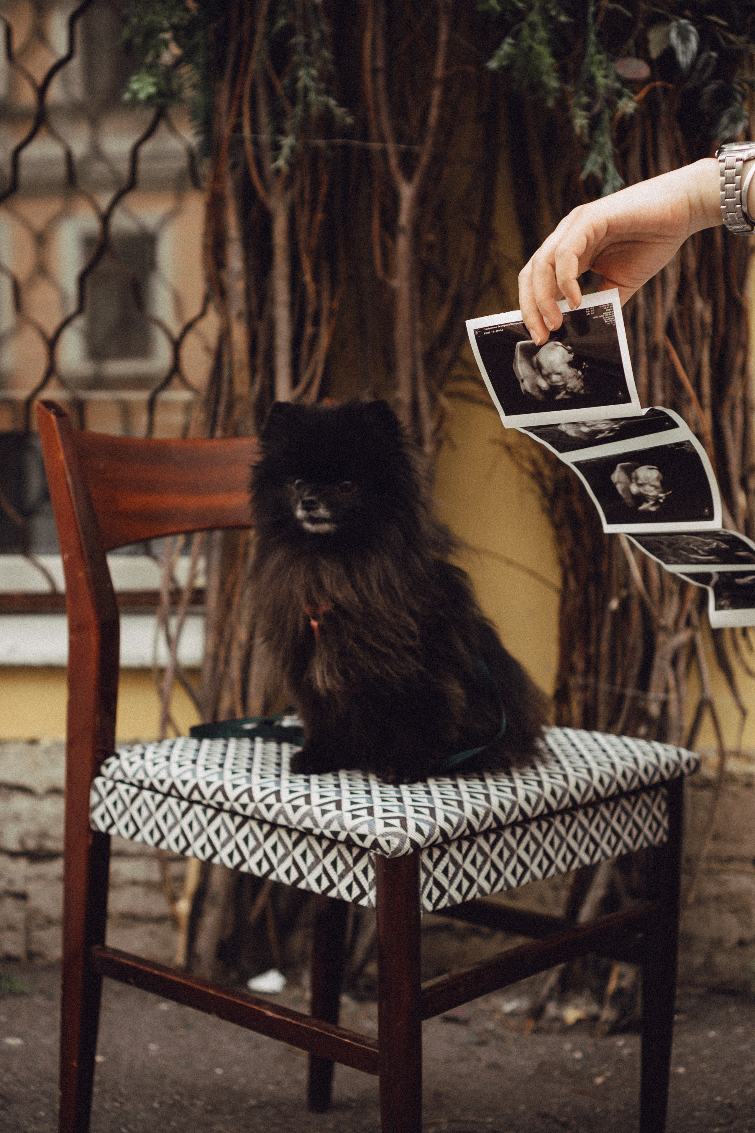 Беременность (только часть фото по желанию клиентов могу показать)). Профессиональный фотограф, Санкт-Петербург — Виктория Богомолова