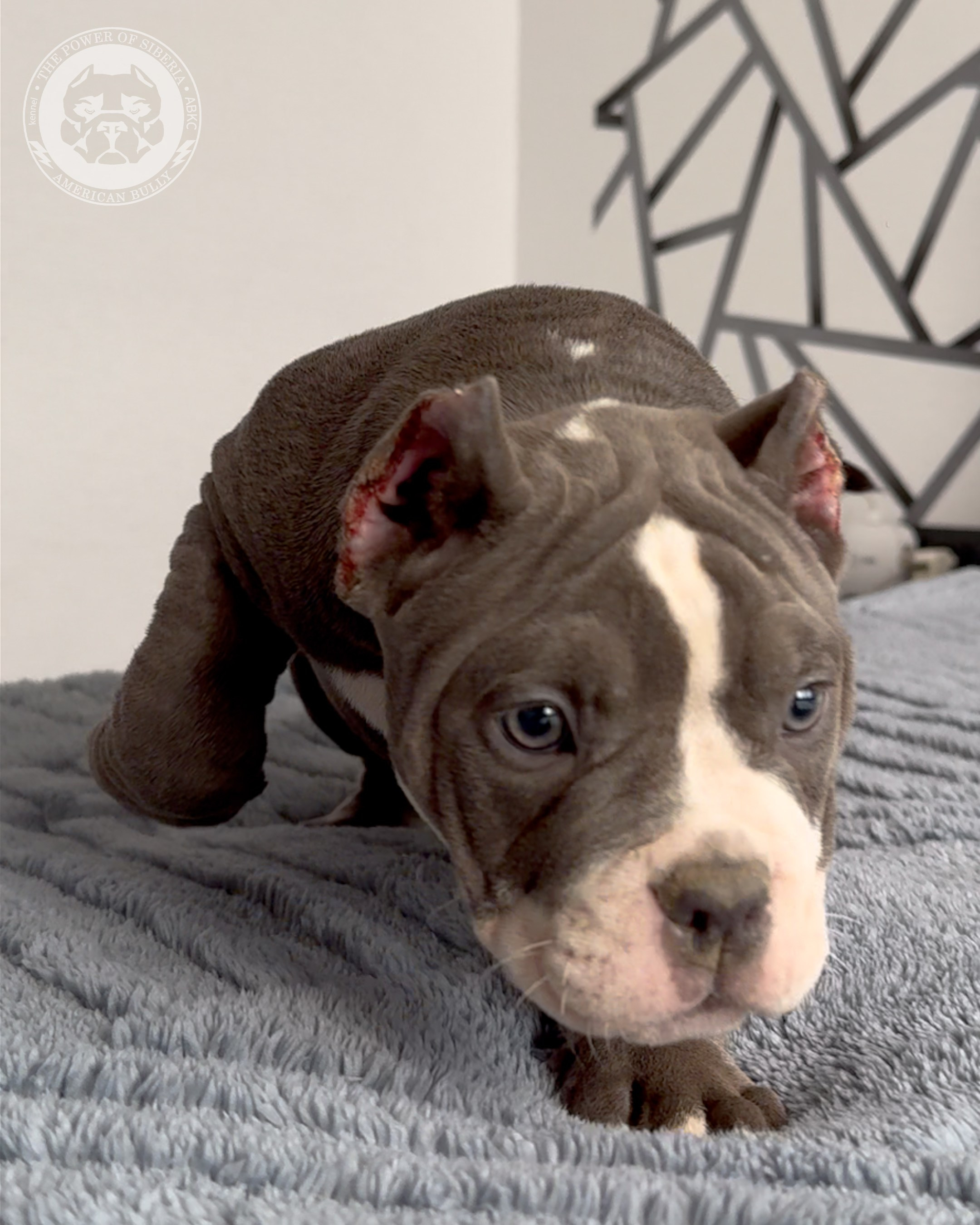 29.12.25-Терри-Локо. Американский Булли в г. Ростов-на-Дону. Питомник THE POWER OF SIBERIA