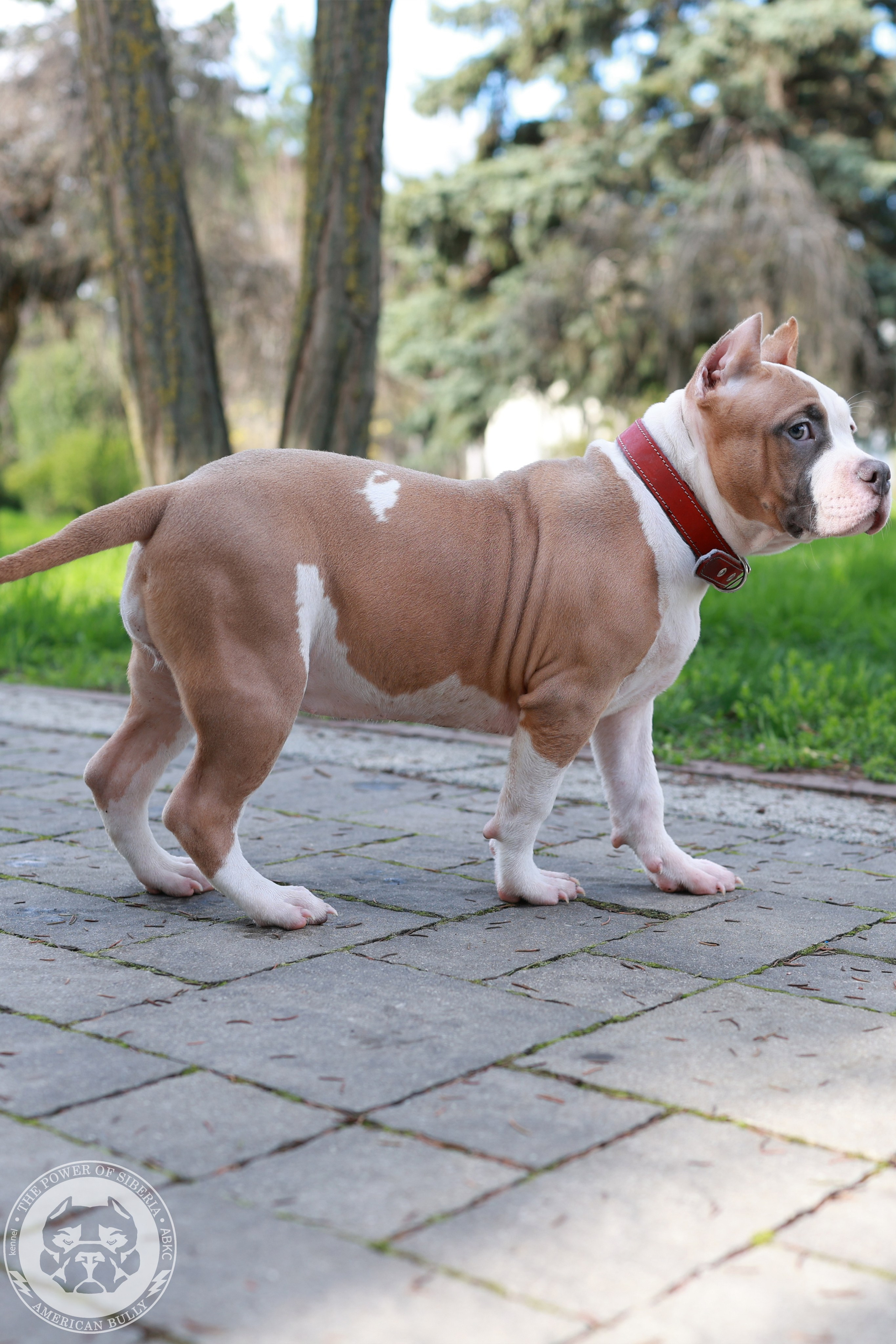 13.12.25-Мия-Турук. Американский Булли в г. Ростов-на-Дону. Питомник THE POWER OF SIBERIA