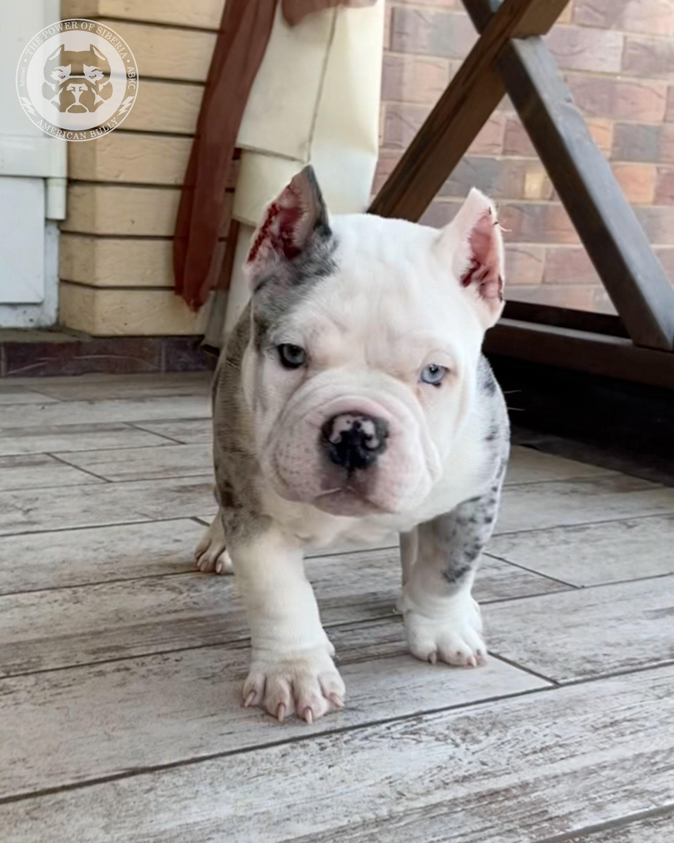 Свободные щенки Американский Булли покет. Американский Булли в г. Ростов-на-Дону. Питомник THE POWER OF SIBERIA