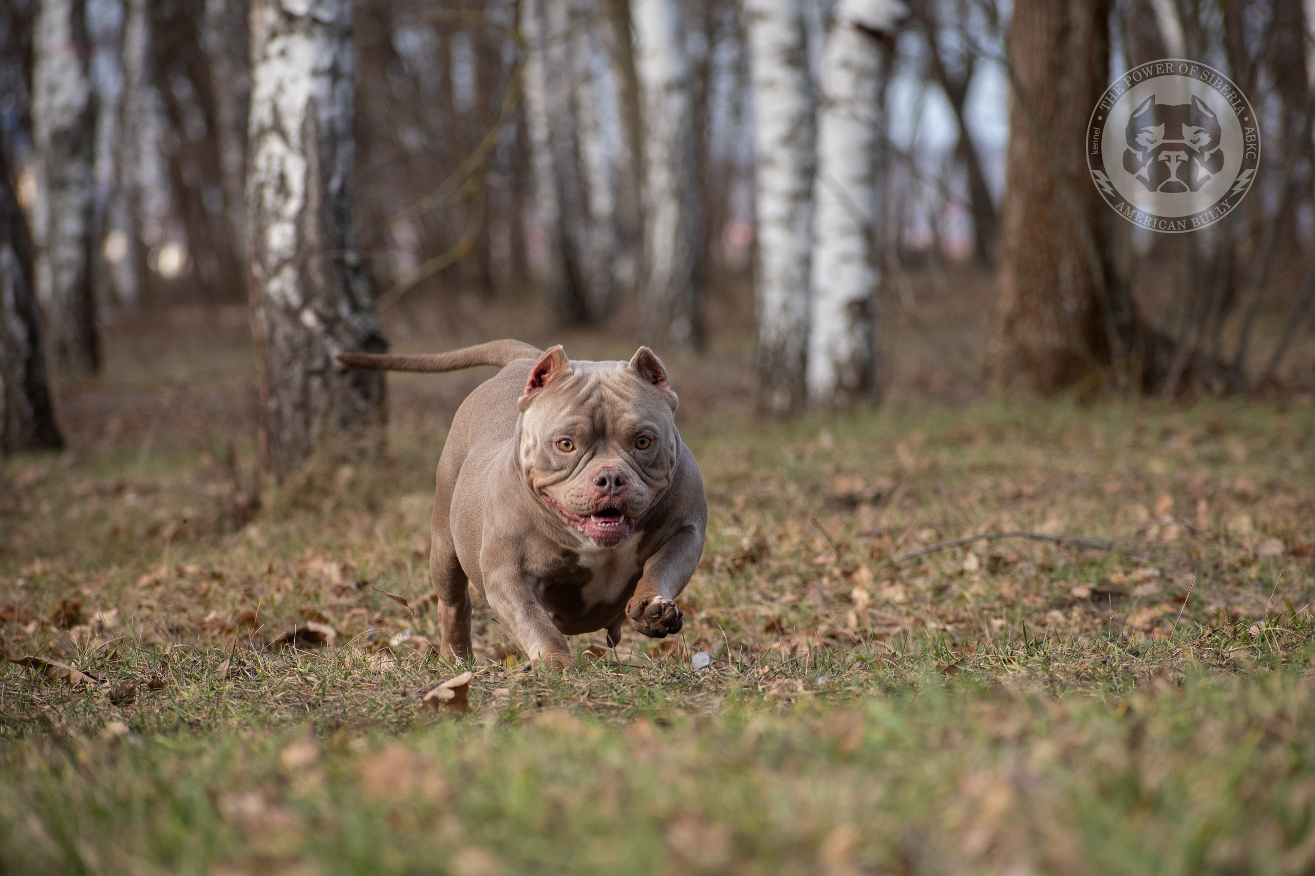 купить щенка American Bully в Белоруссии