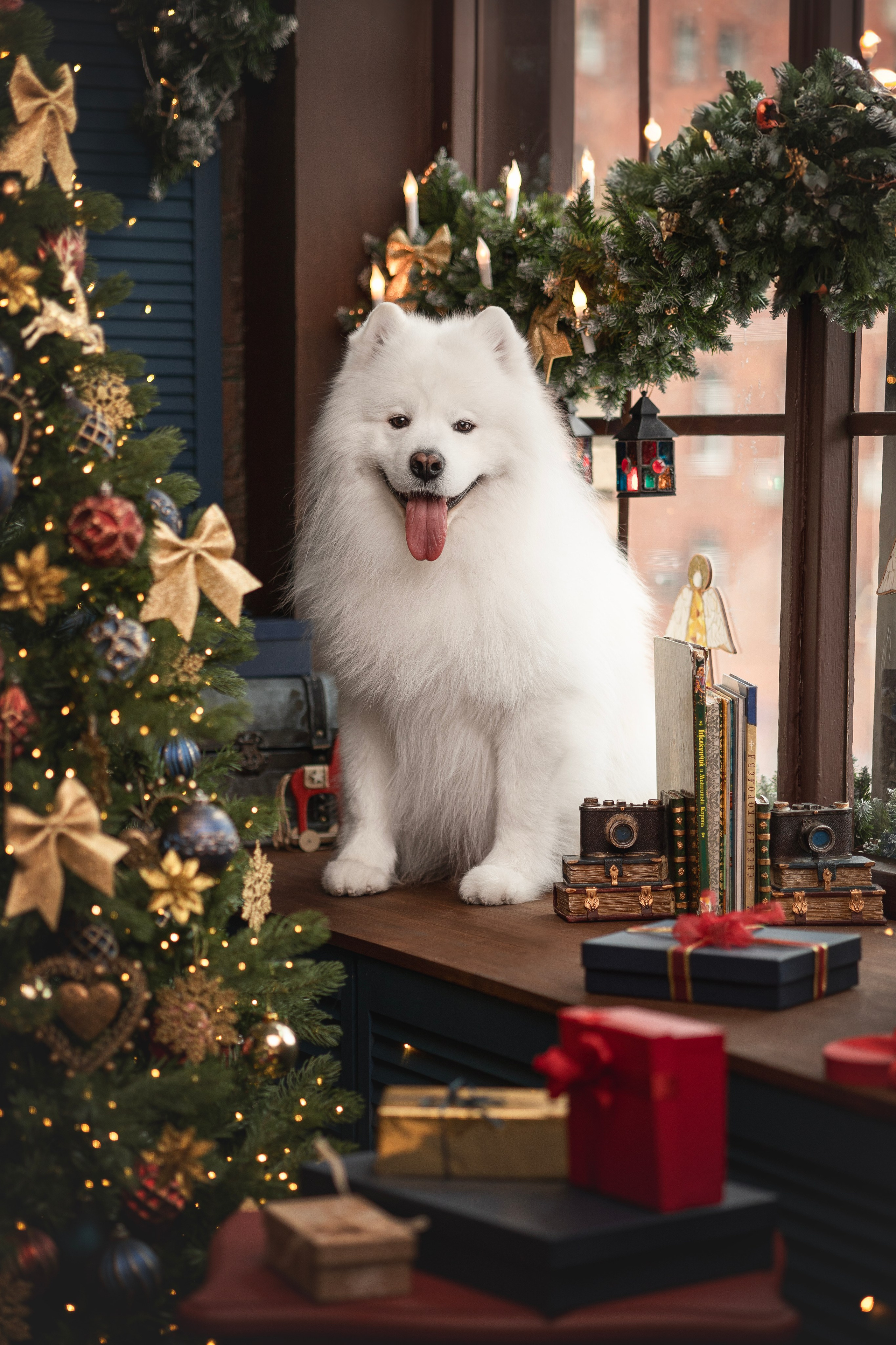 Пушистые самоедские драконы в студии. Фотограф анималист в Москве Майорова Евгения