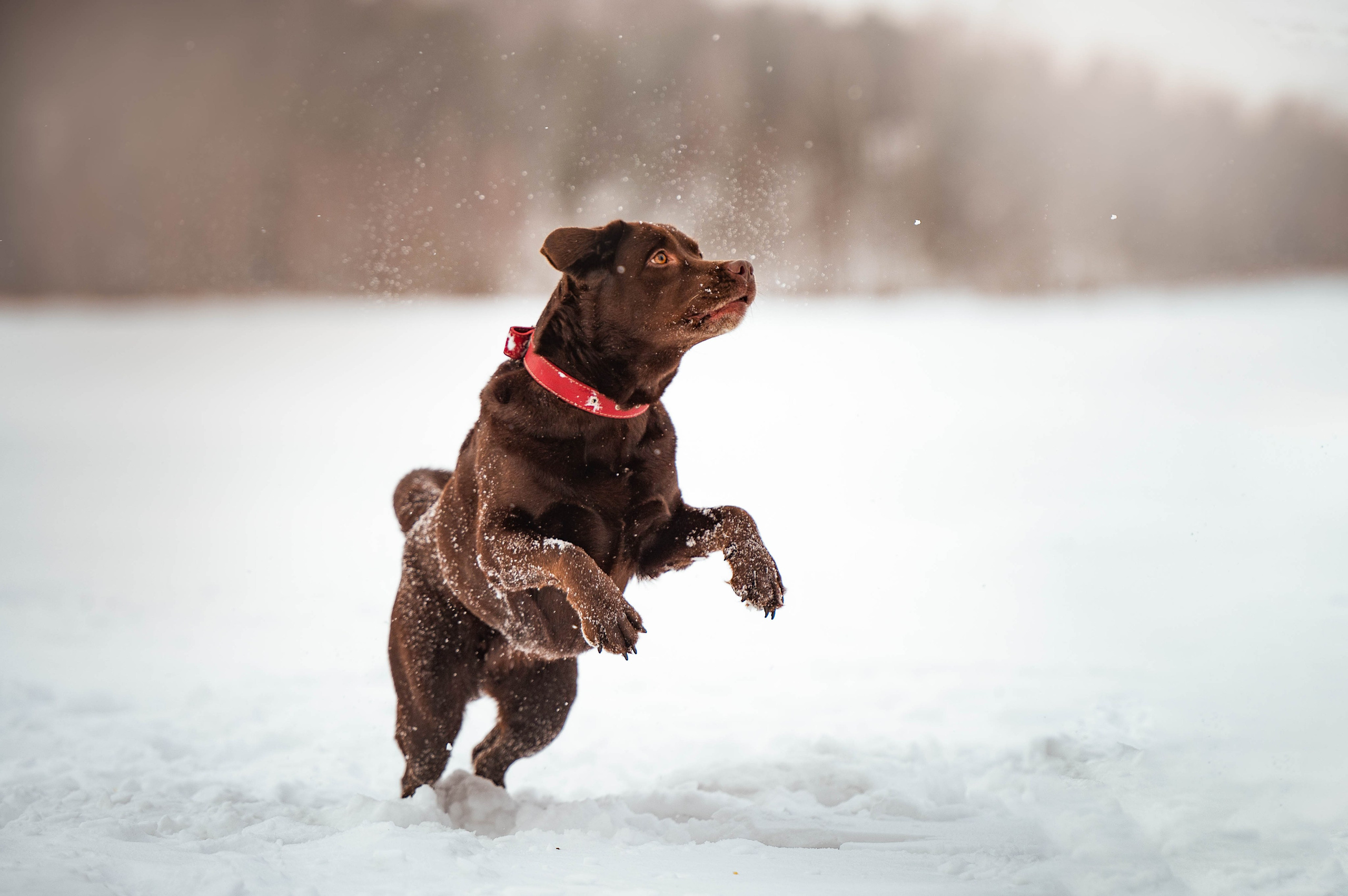 Прогулка на Лыткаринском карьере. Фотограф-анималист