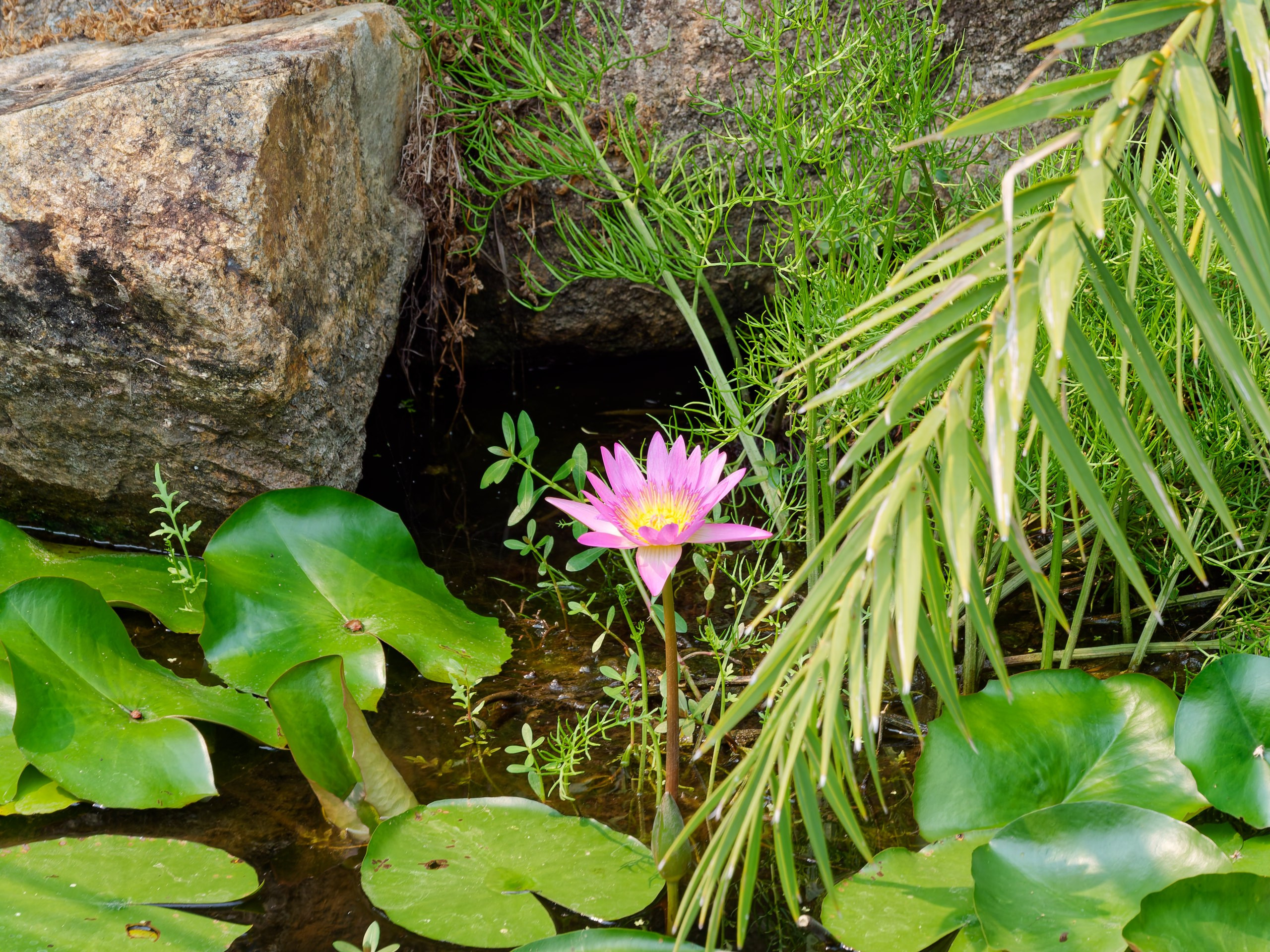 Хайнань 2026, флора, цветы и деревья. Фотопрогулки по Миру