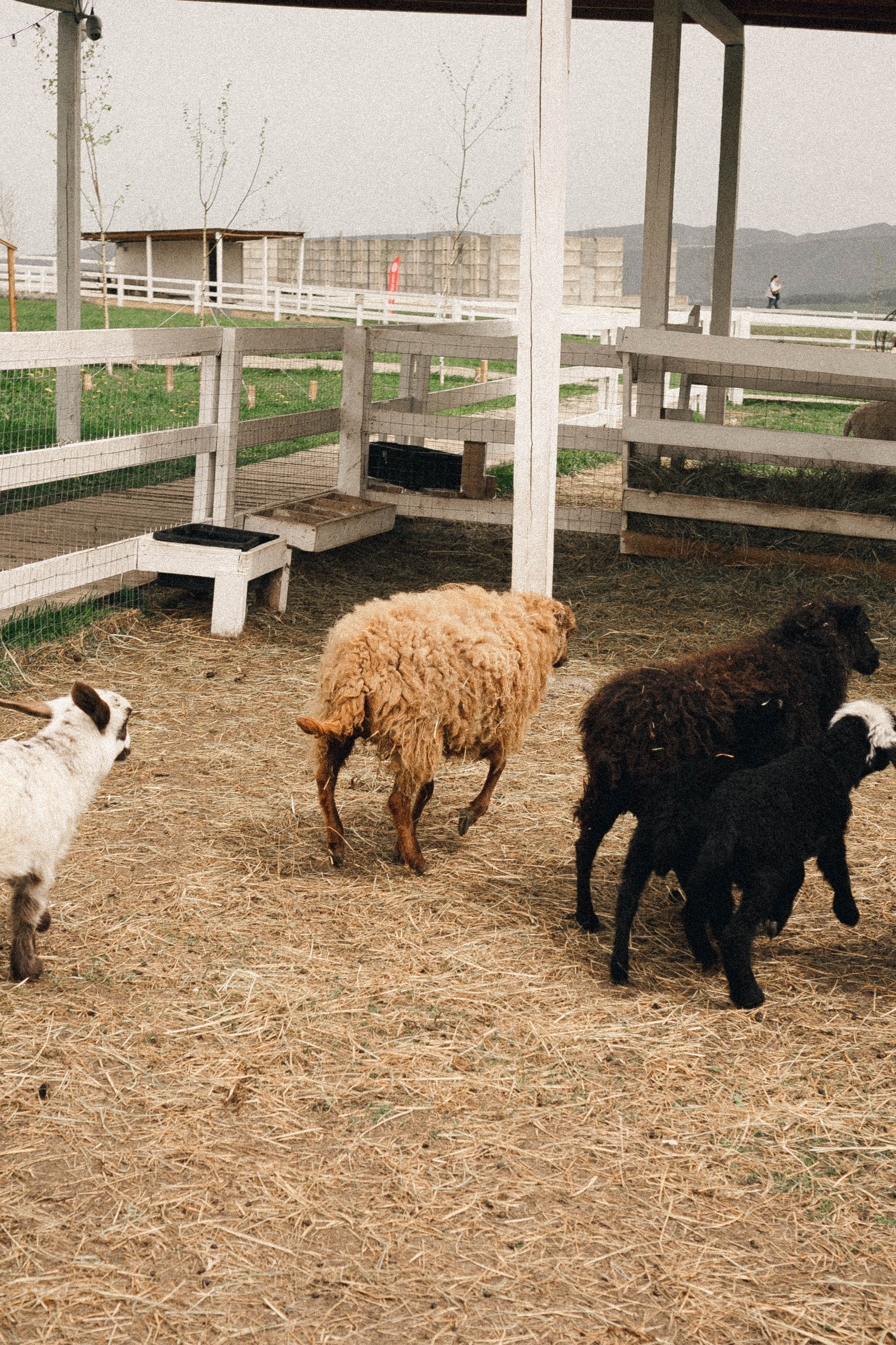 Ферма Альпак. Профессиональный фотограф, Санкт-Петербург — Виктория Богомолова