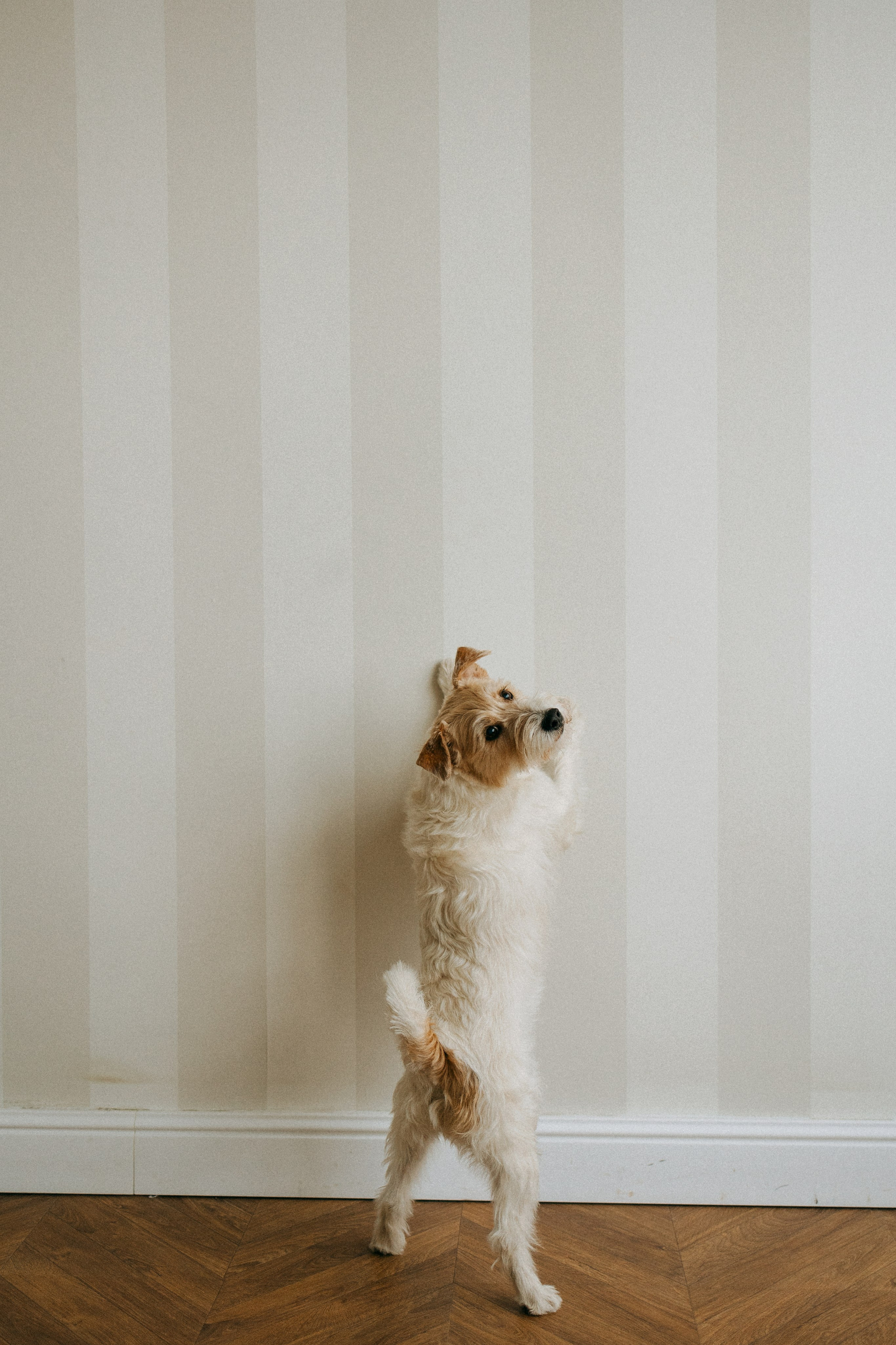 Цунами, Теон и Женя. Фотограф анималист Анастасия Пикей