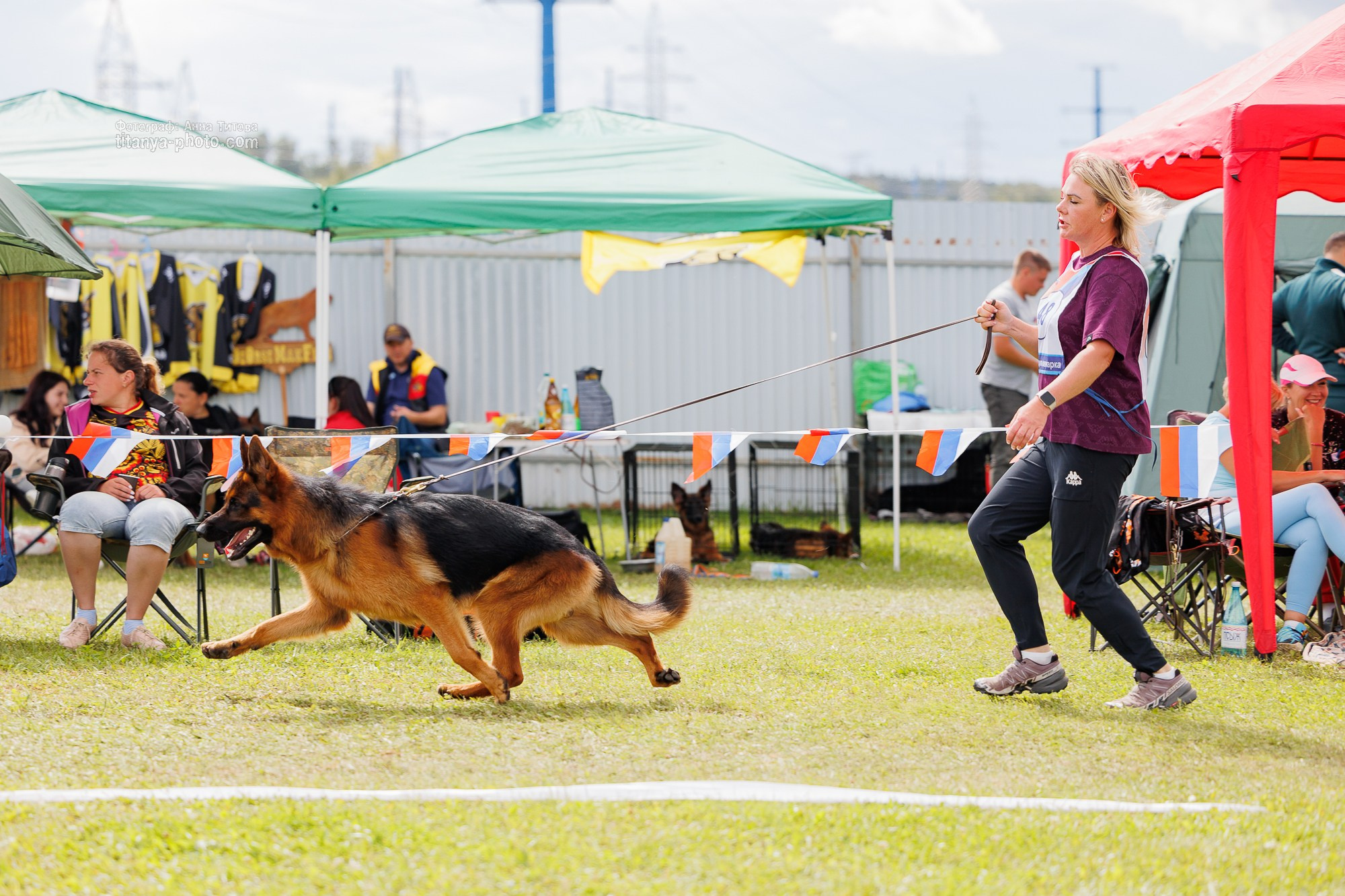 Немецкие овчарки: фото из рингов и вне ринга, мутпроба (фотографии с выставок). Фотограф собак, фотограф-анималист Аня Титова (Titanya). Москва