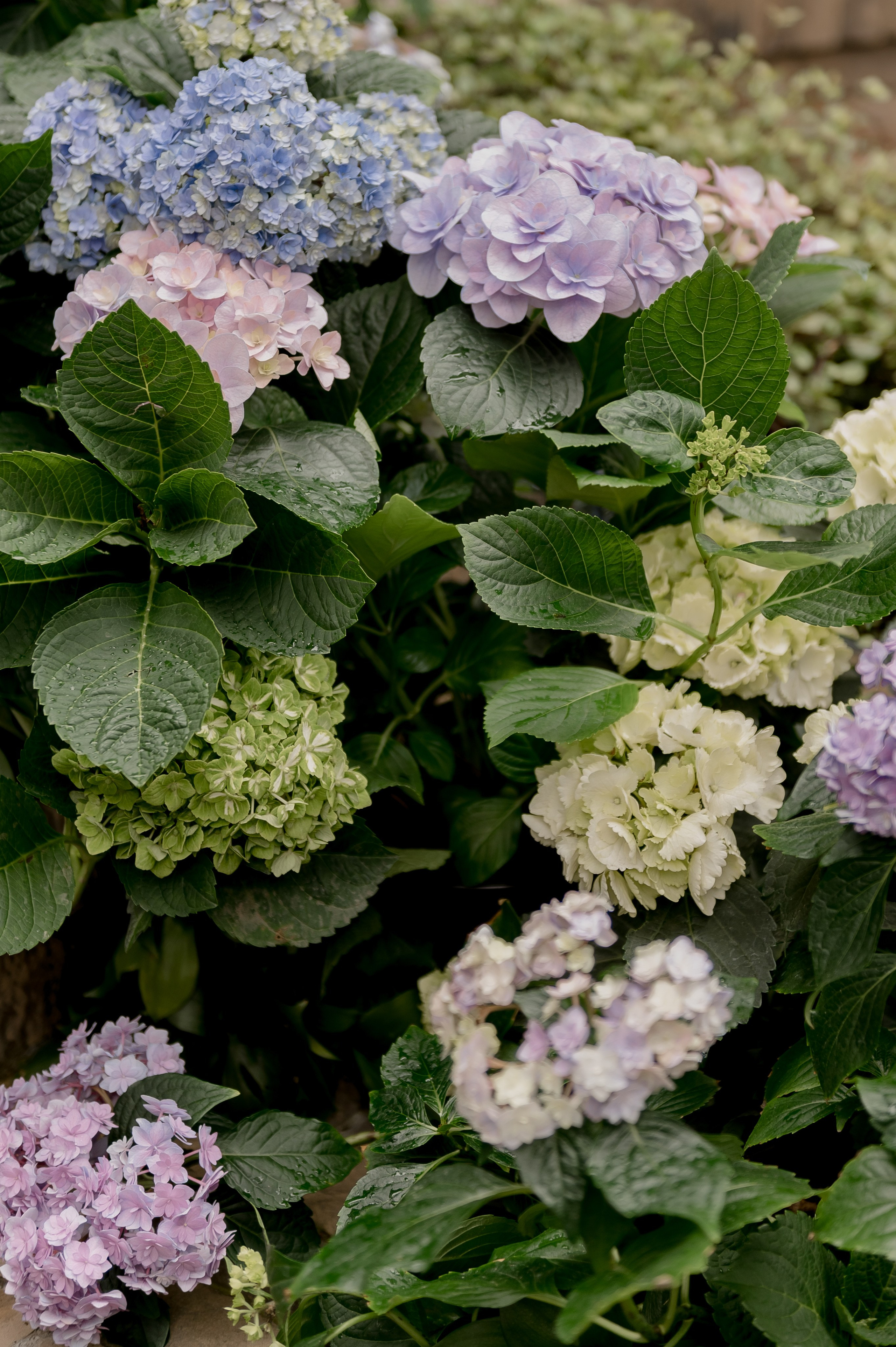 Виктор и Елена. Главная