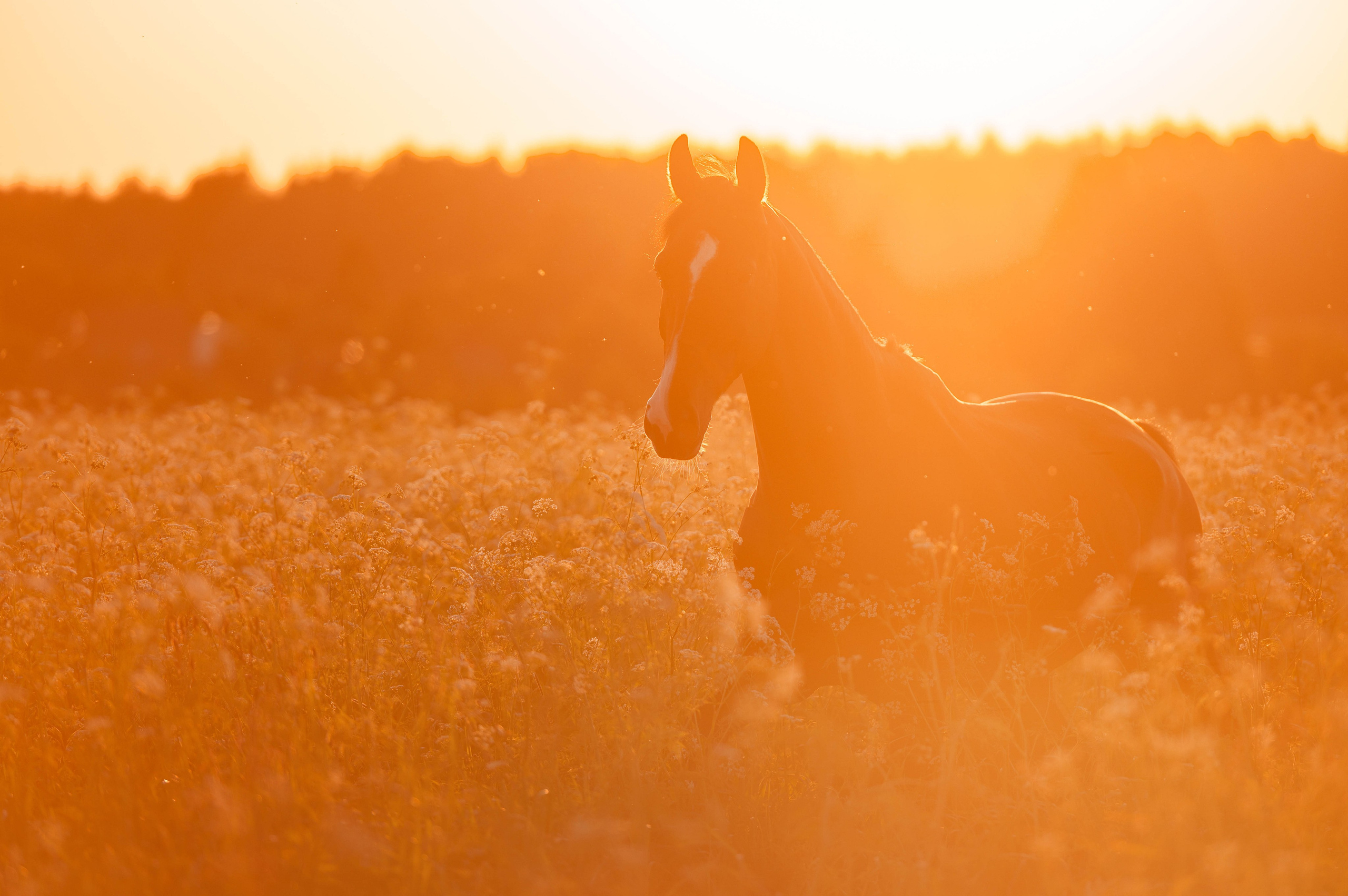 Ивори в закатных полях. Фотограф-анималист