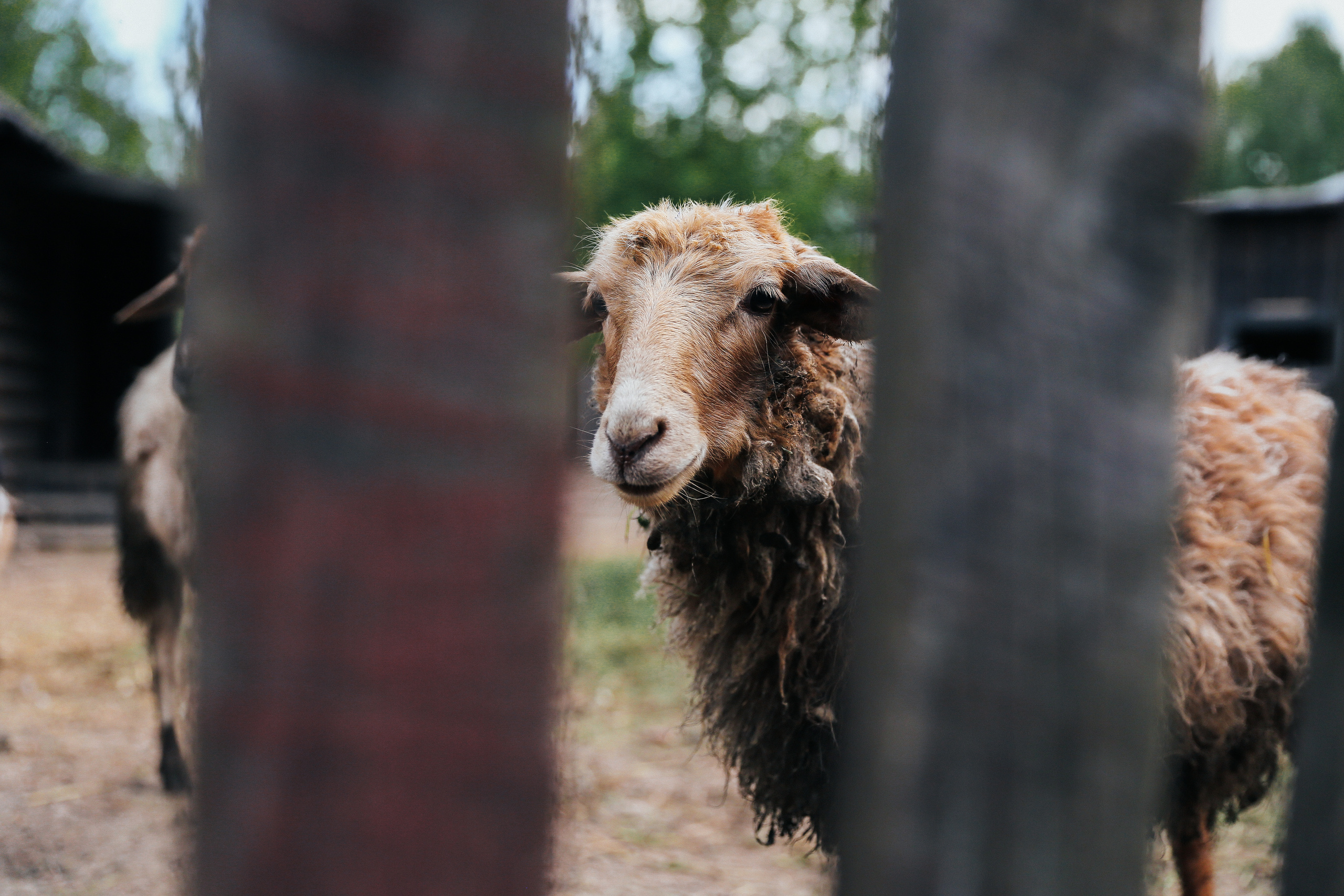 Семейная фотопрогулка в парке Горки Лениские. Свадебный фотограф Домодедово Москва Катерина Алехина