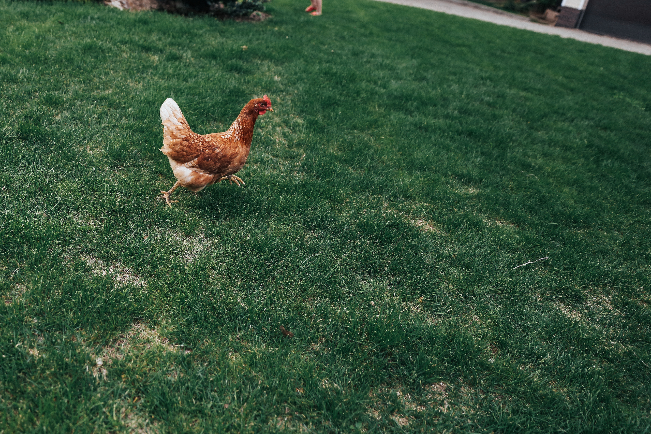 Свадьба для двоих в пандемию. Свадебный фотограф Домодедово Москва Катерина Алехина