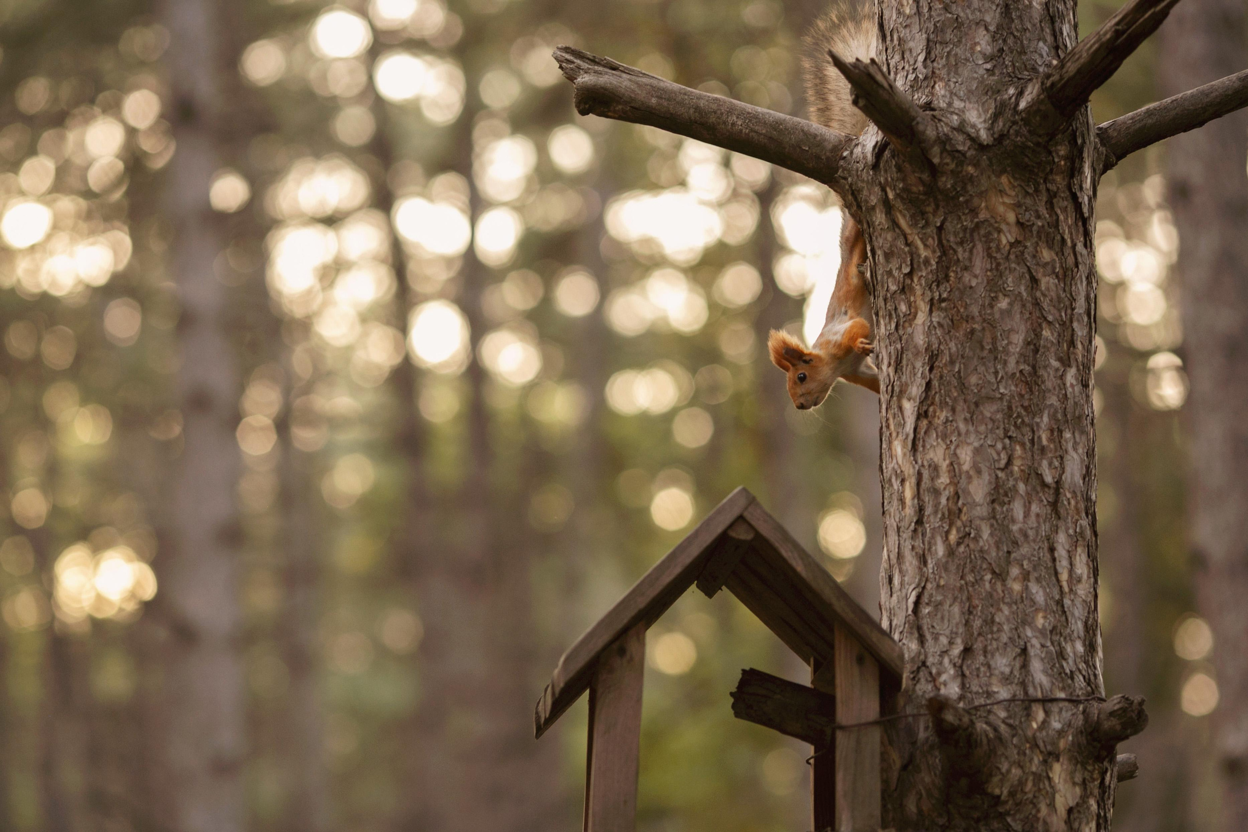 В сосновом бору. Семейный и детский фотограф в Ростове-на-Дону Мария Курутина