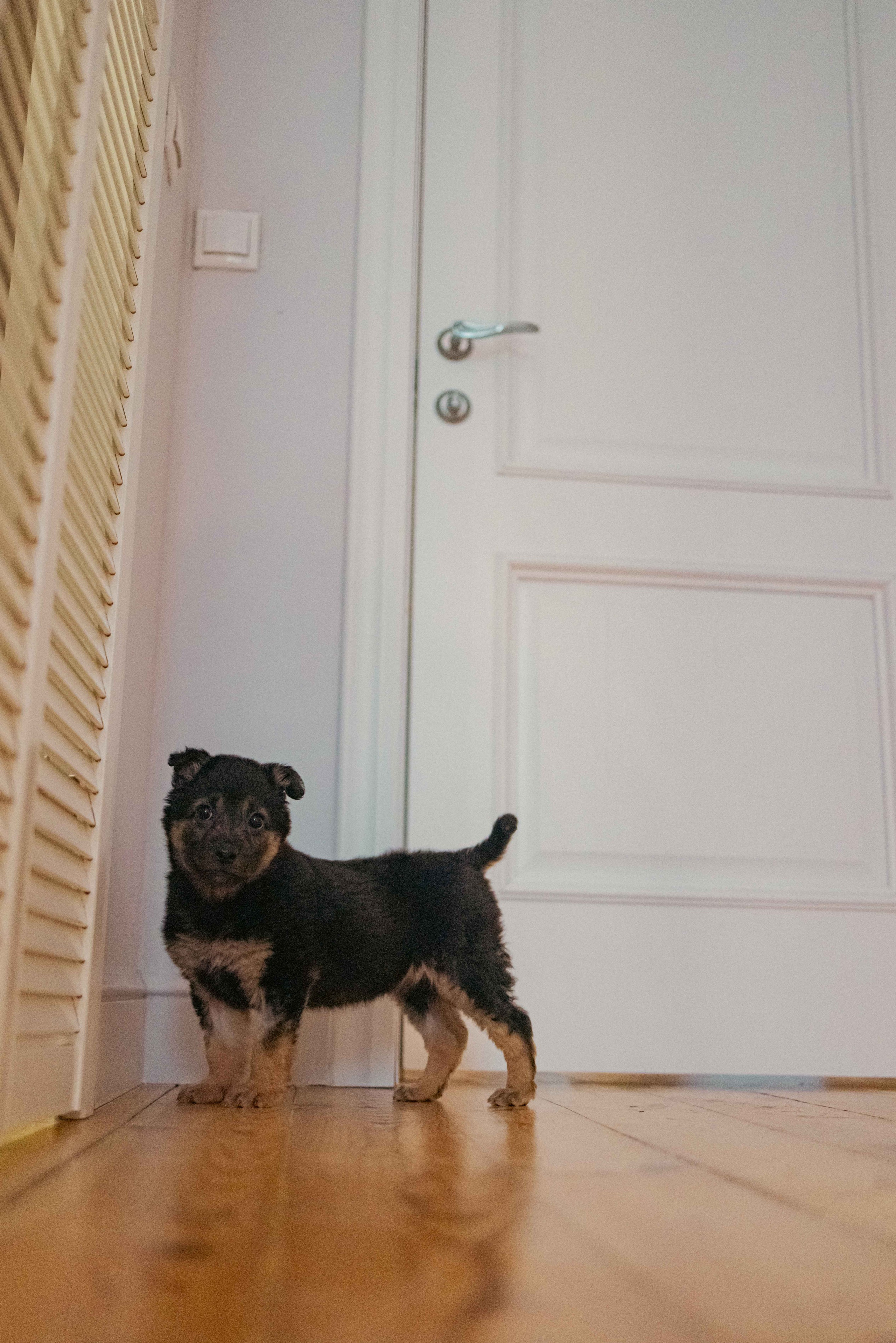 Пеппа. Фотограф-анималист в Москве Лера Черноног