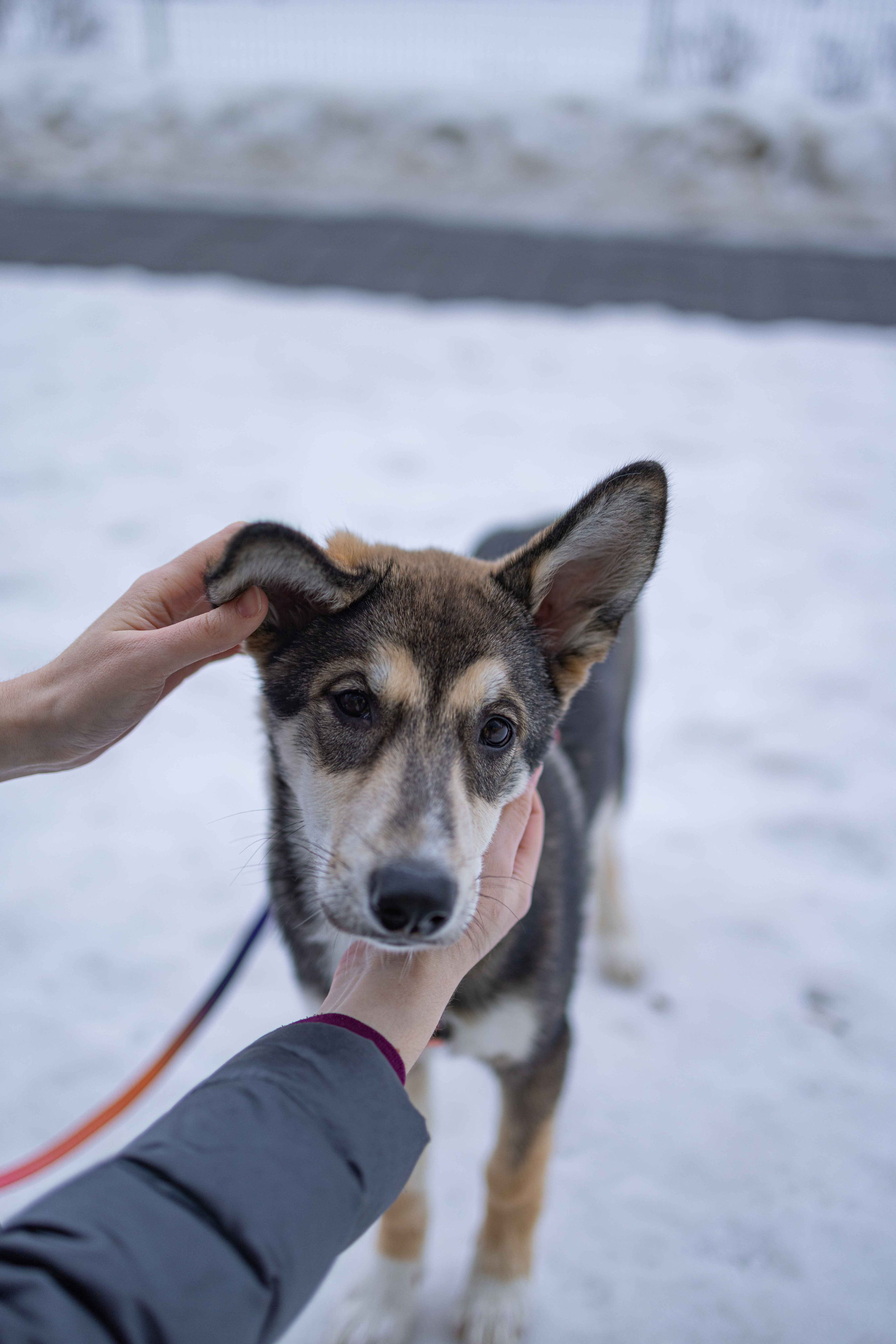 Шами. Фотограф-анималист в Москве Лера Черноног
