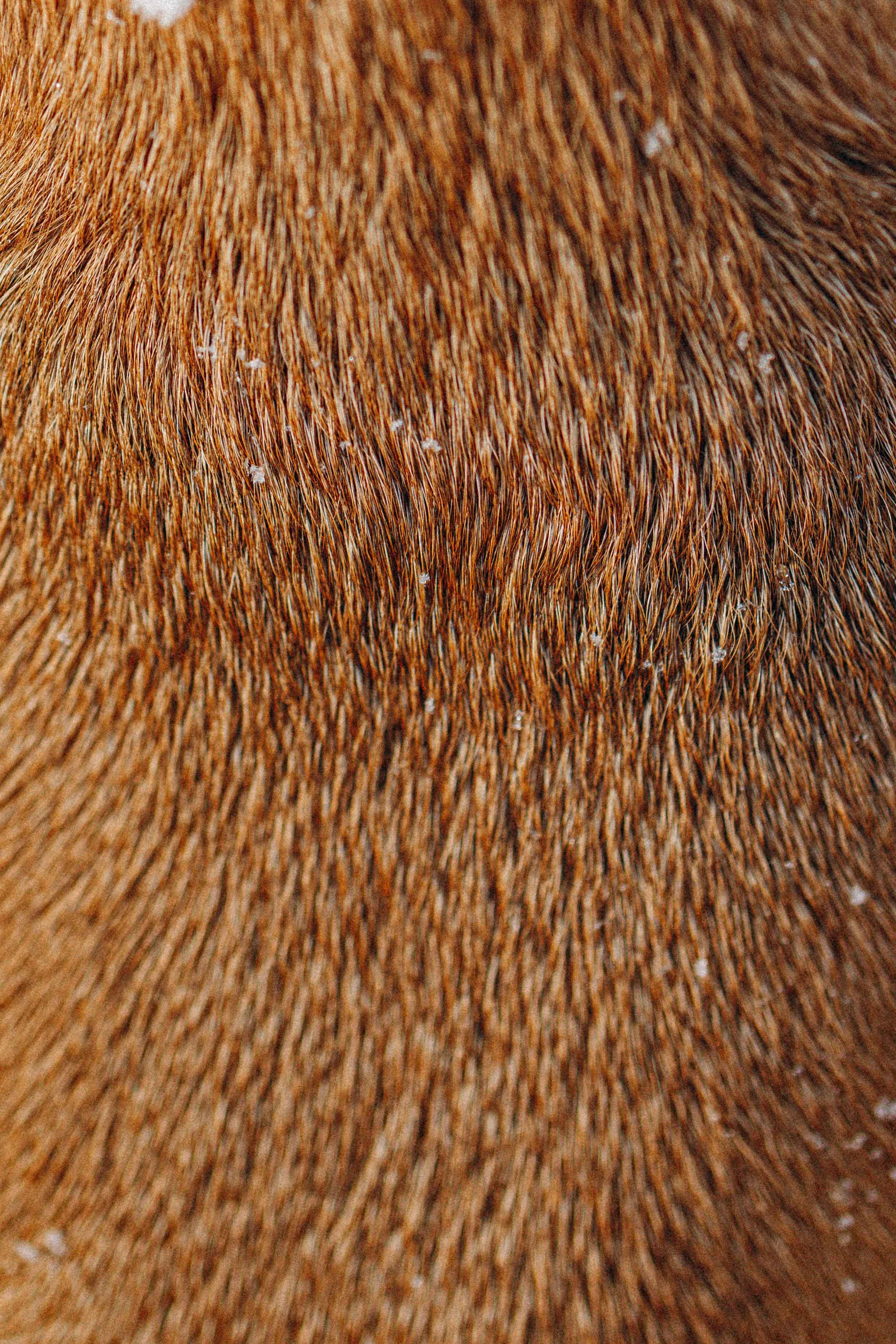 Свобода и ее семья. Фотограф-анималист в Москве Лера Черноног