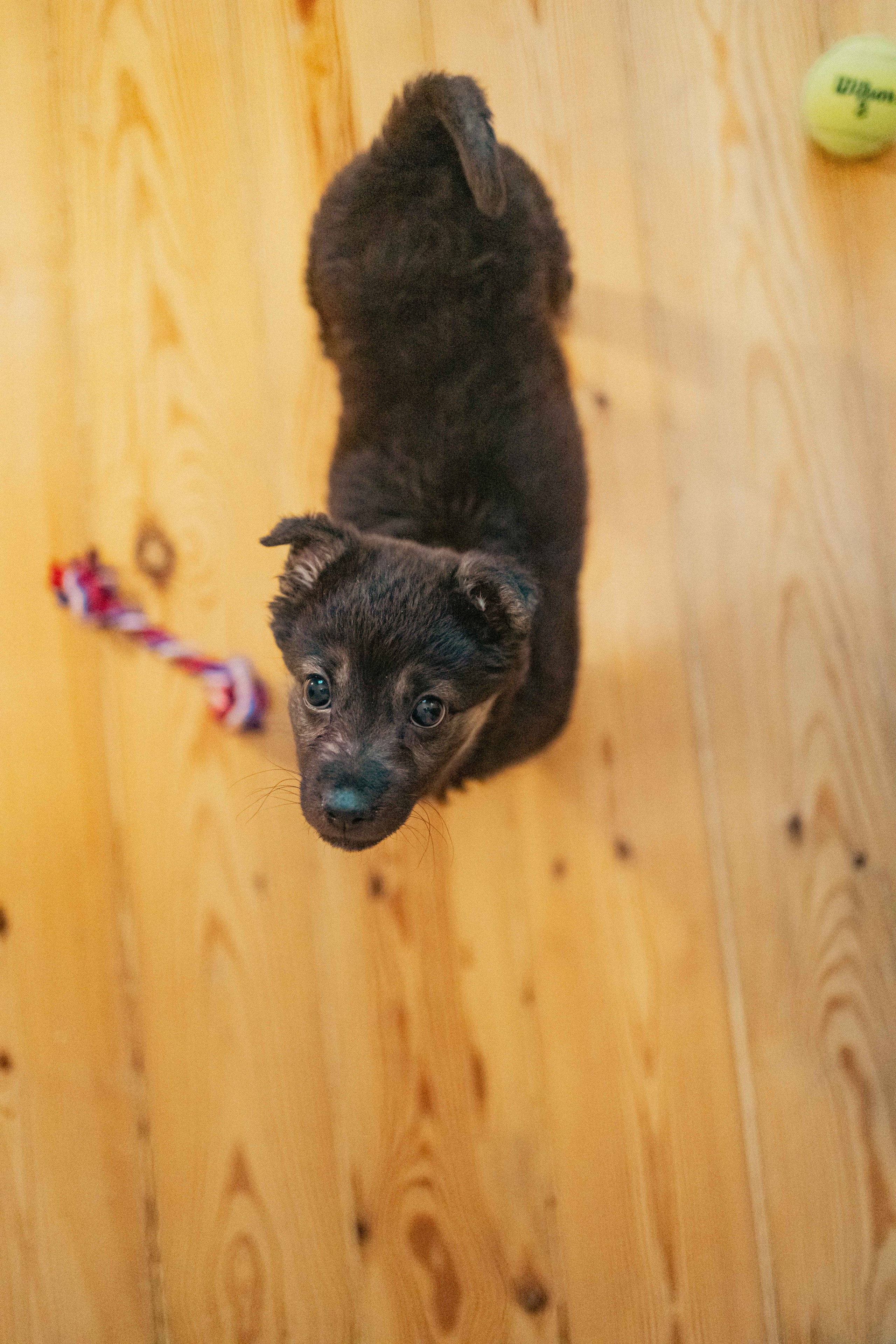 Пеппа. Фотограф-анималист в Москве Лера Черноног