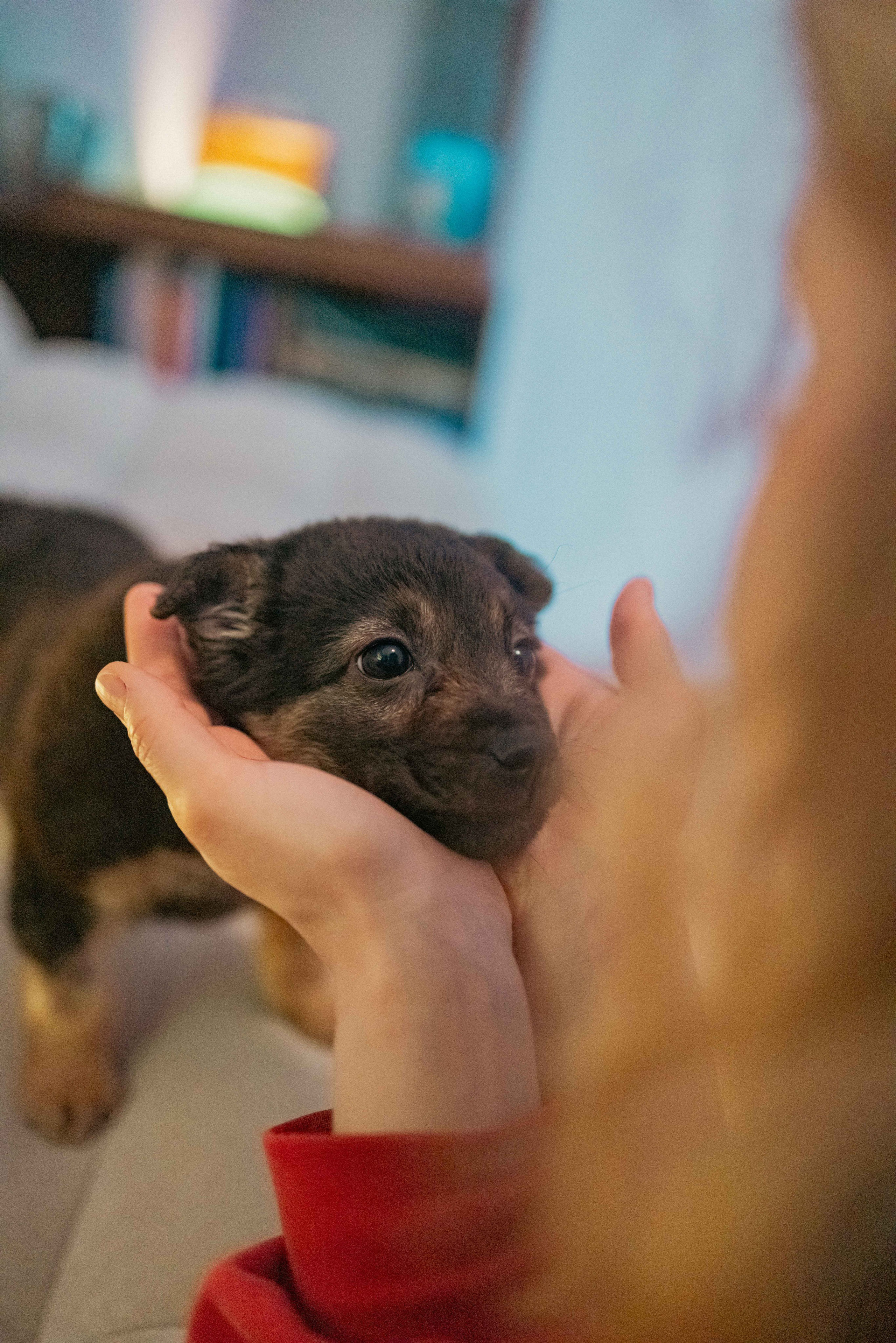 Пеппа. Фотограф-анималист в Москве Лера Черноног