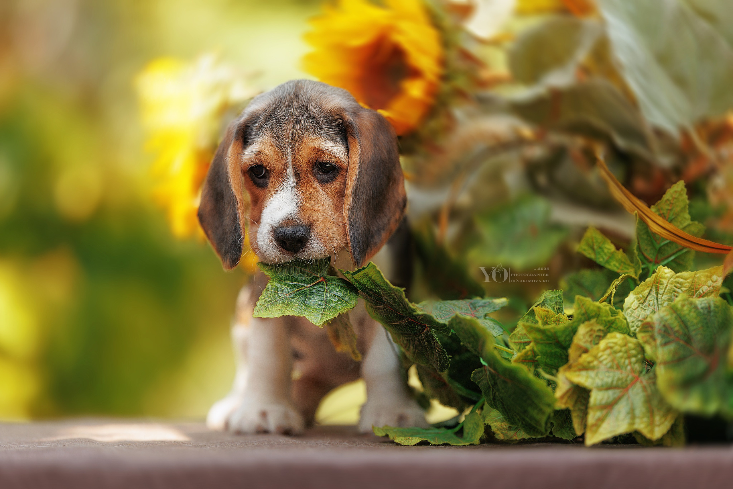 Щенки. Фотограф