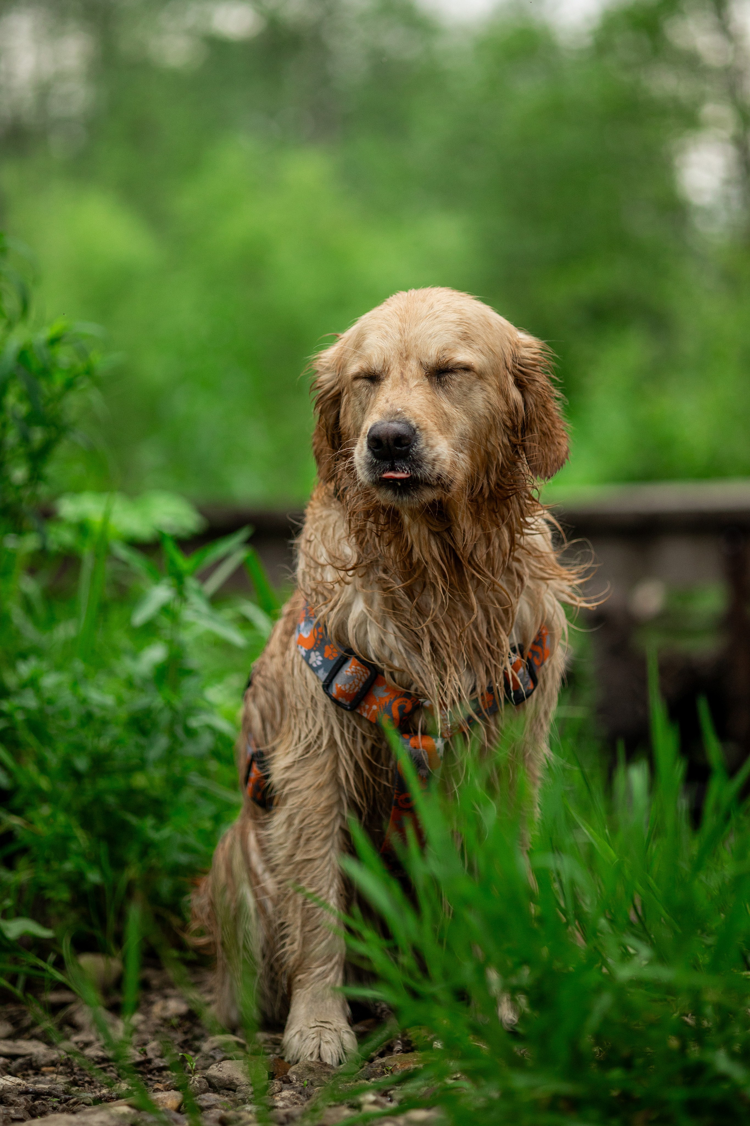 Съемка с собакой. Анастасия Белаш