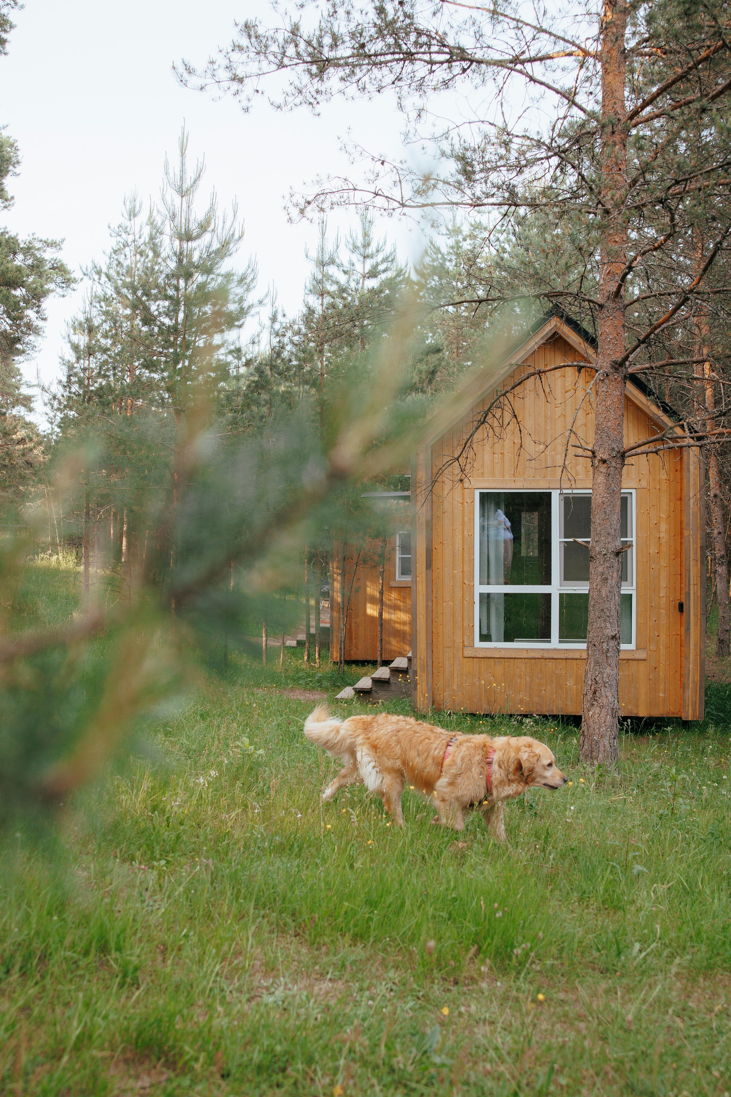 Съемка с собакой. Анастасия Белаш