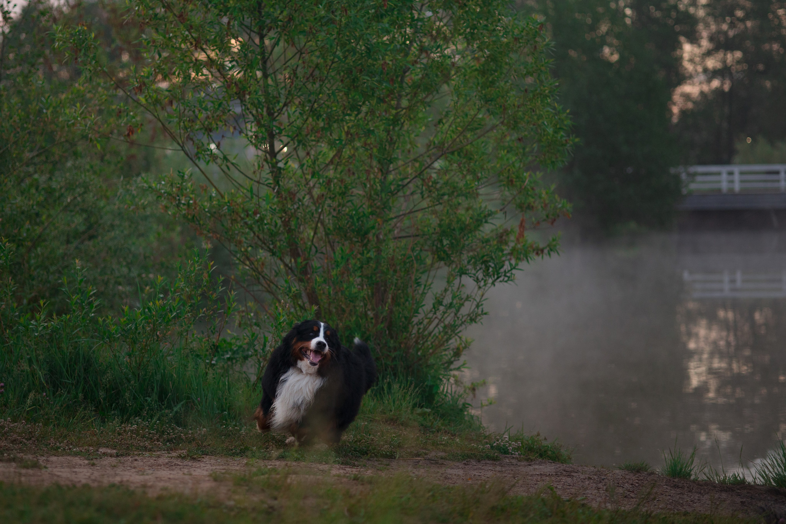 Съемка с собакой. Анастасия Белаш