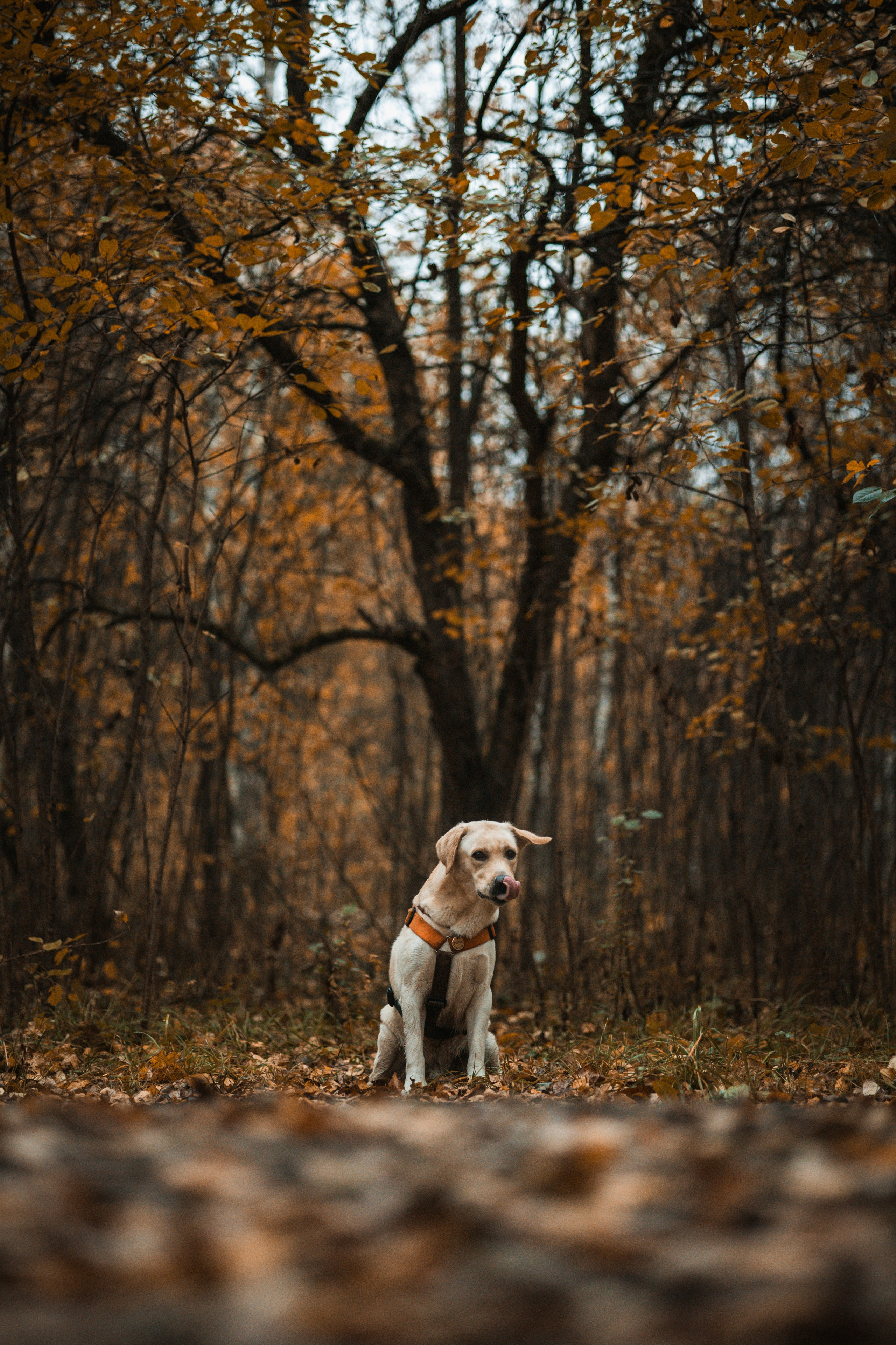 Съемка с собакой. Анастасия Белаш