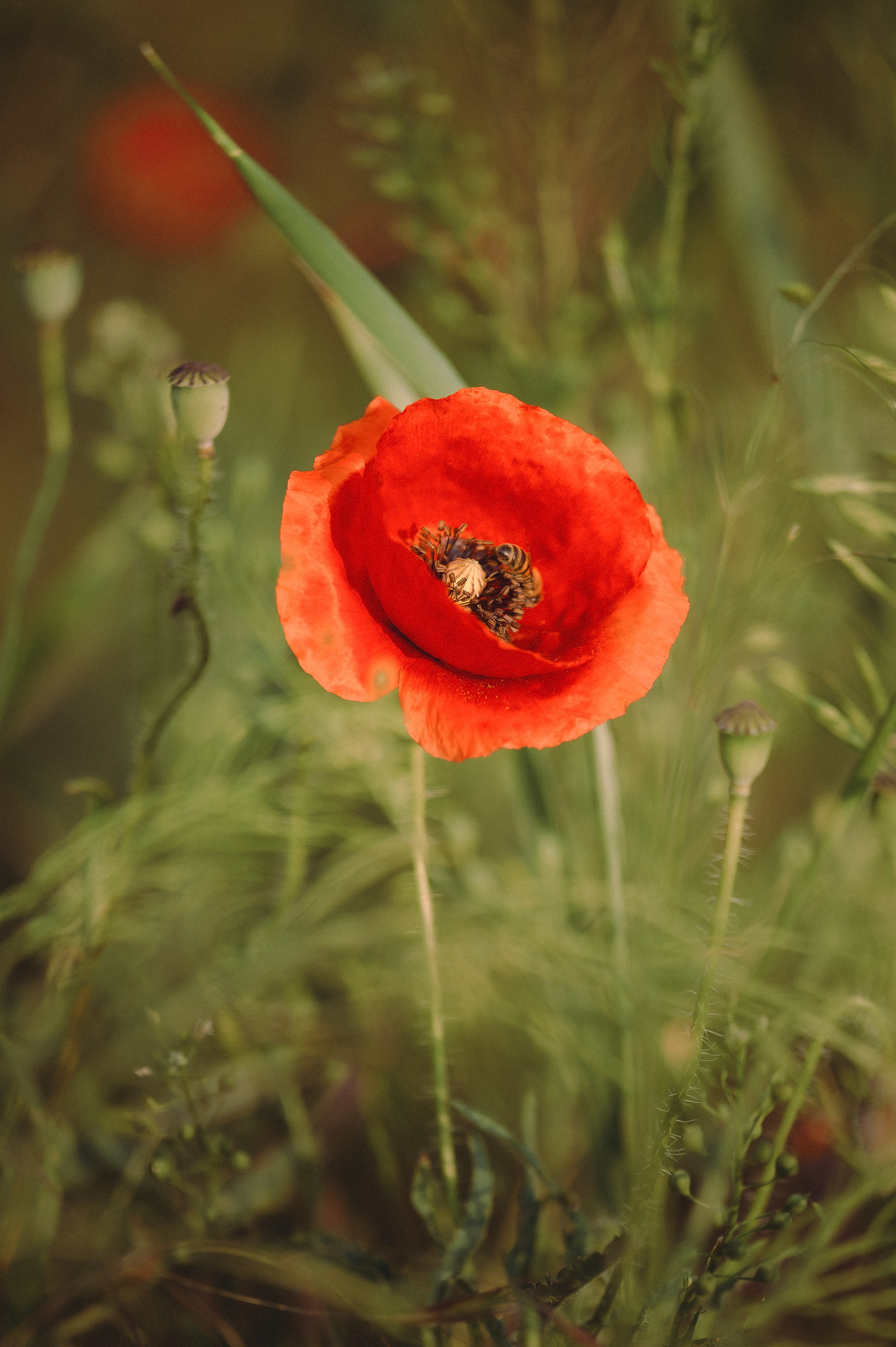 Прогулка на рассвете с бордер-колли. Фотограф в Ростове —на — Дону