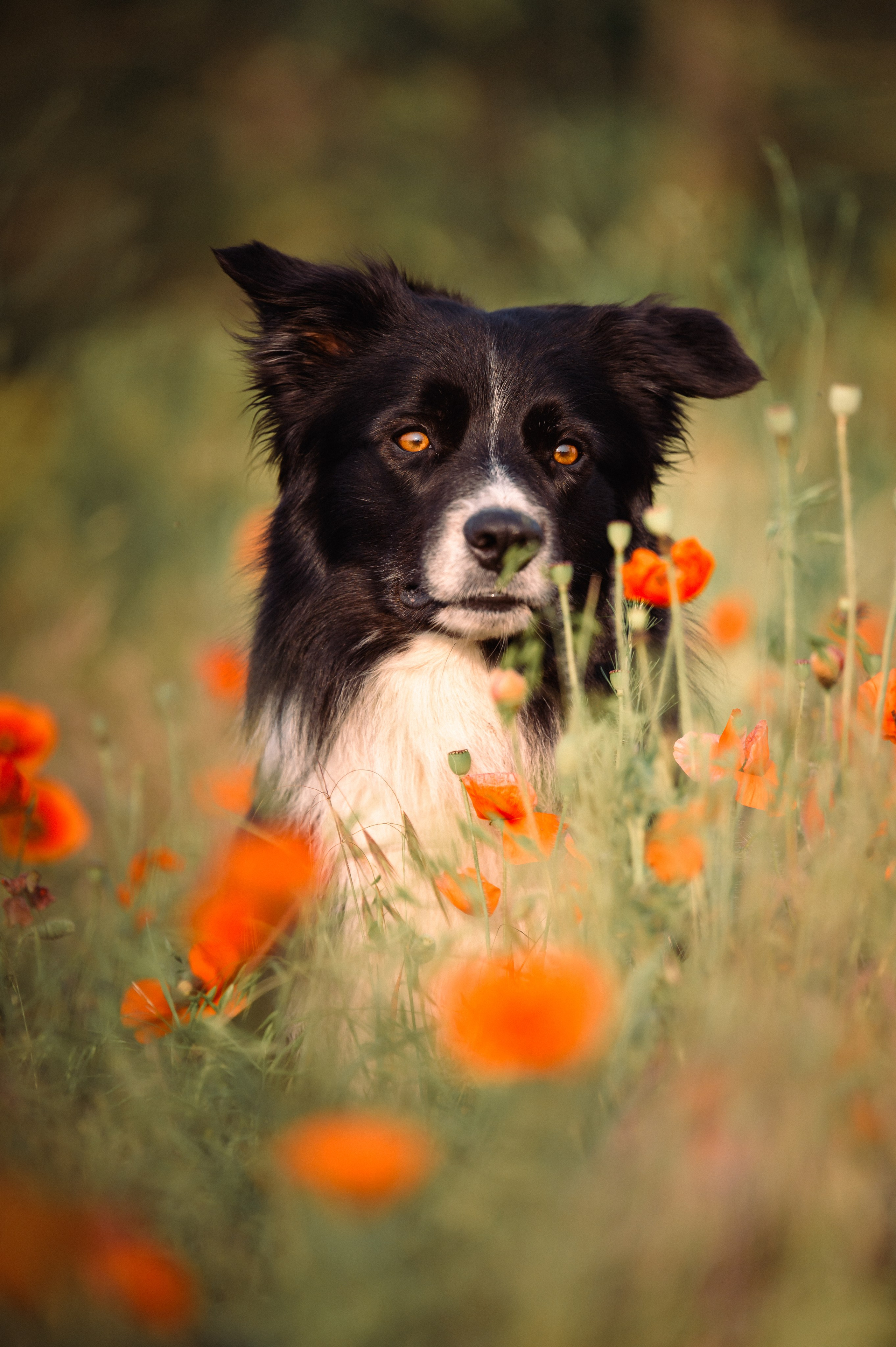 Прогулка на рассвете с бордер-колли. Фотограф в Ростове —на — Дону