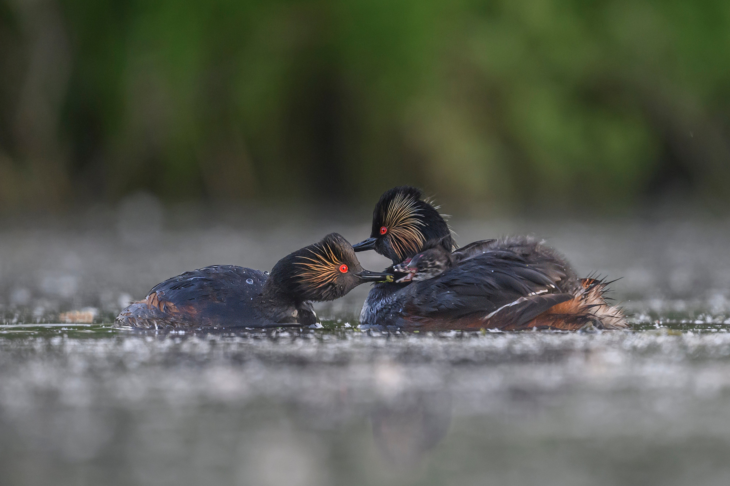Пополнение у поганок. Фотограф Сергей Пупонин