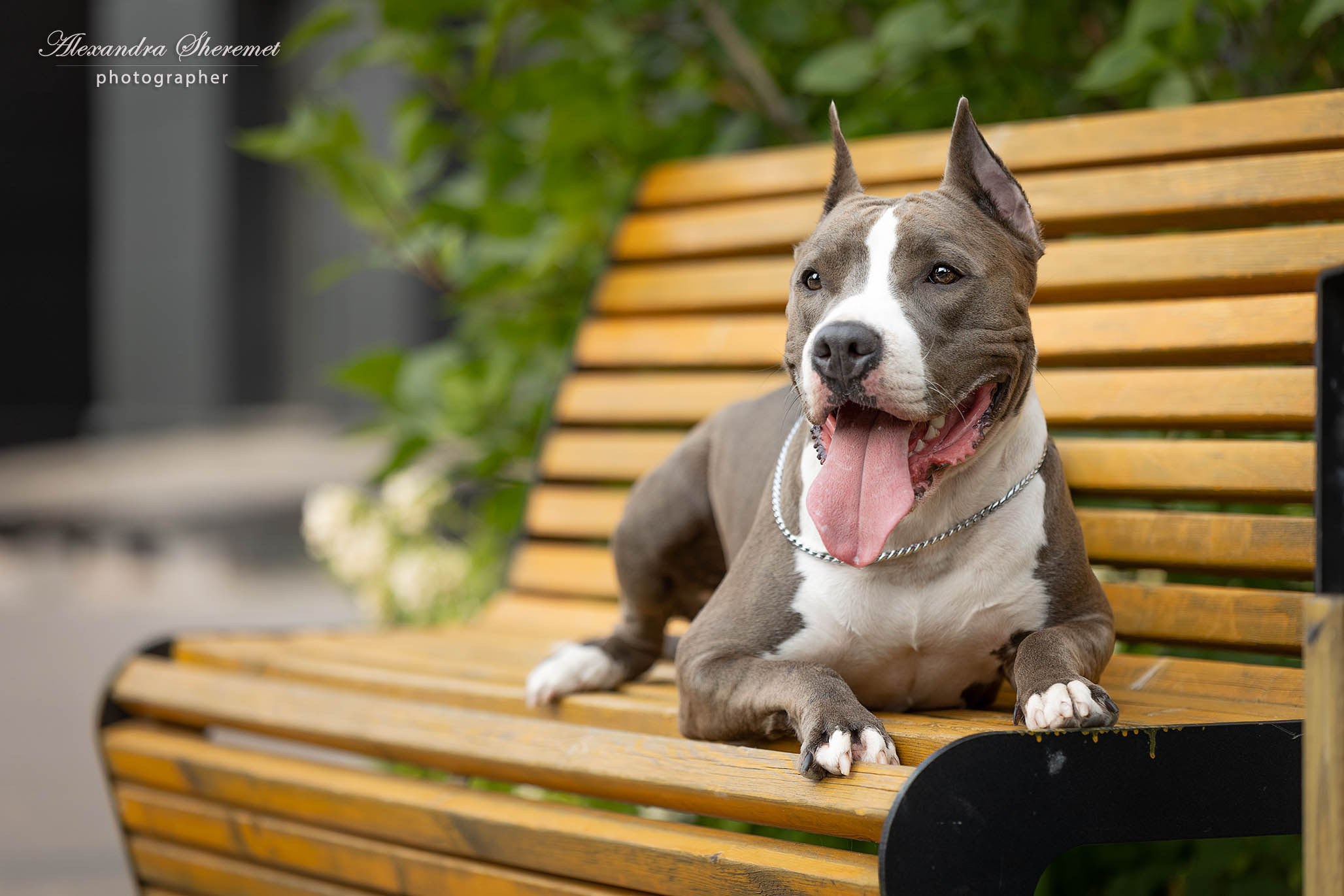 Шерри. Фотограф-анималист Александра Шеремет