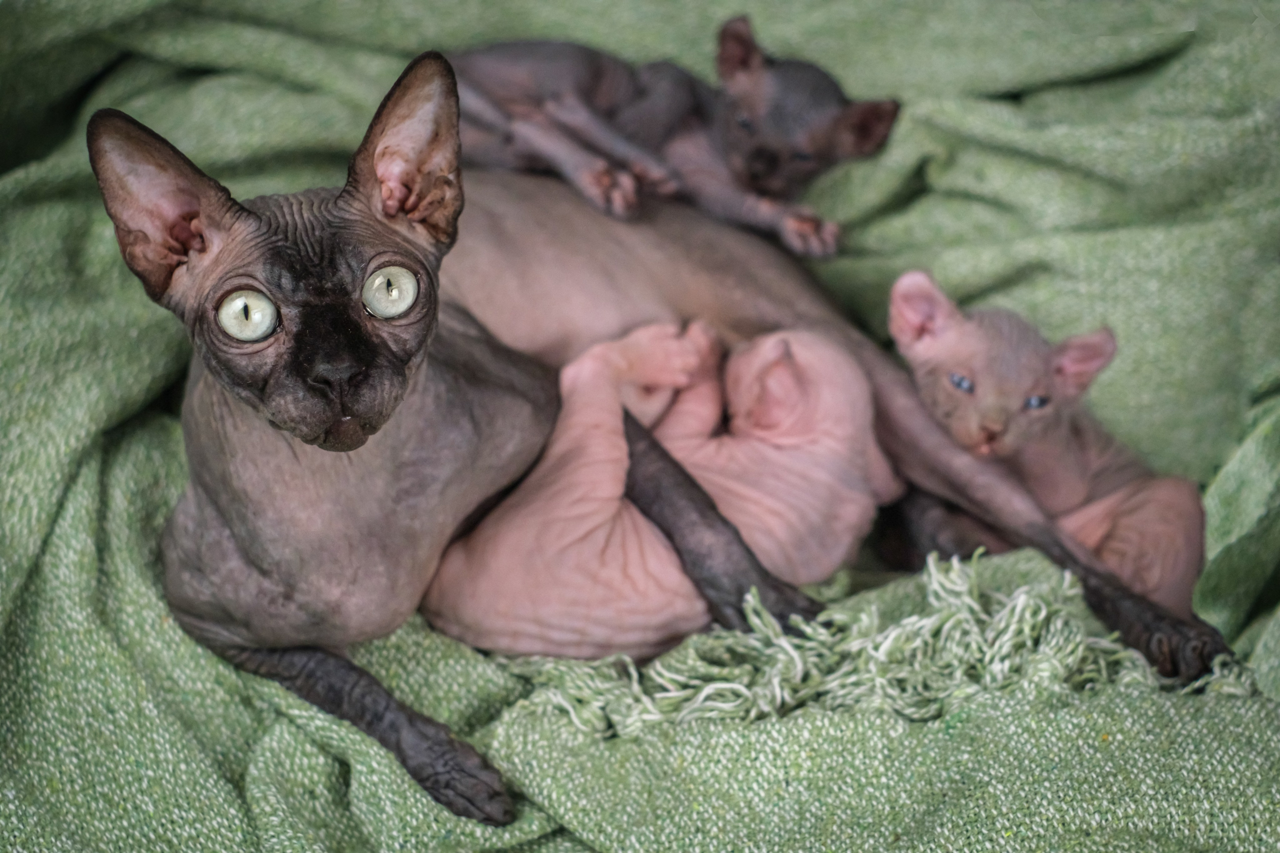 Котята для Данила и Ланы. Зоофотограф, фотограф животных в Москве и области Дина Дамоцева