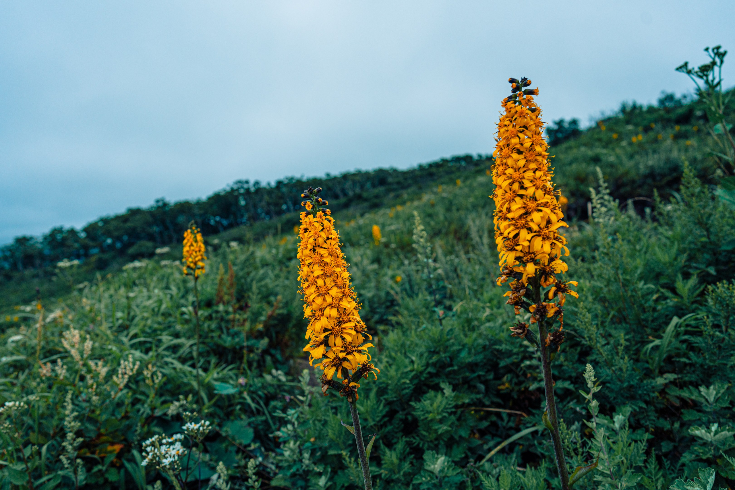 Мыс Четырех Скал. Иван Зайцев (IZIART) — создание культурного кода через фото и видео