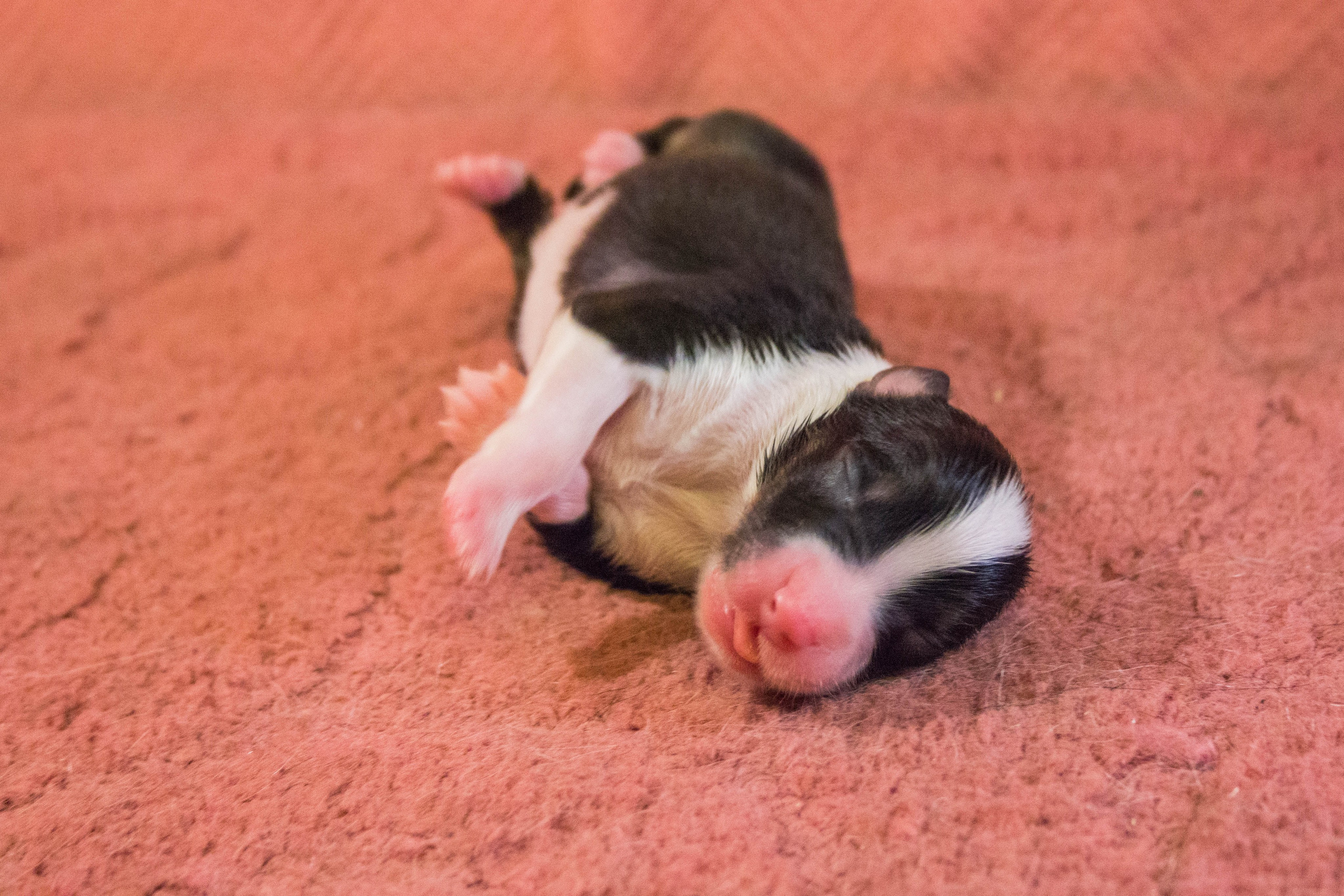 Рем. BLGKV питомник собак