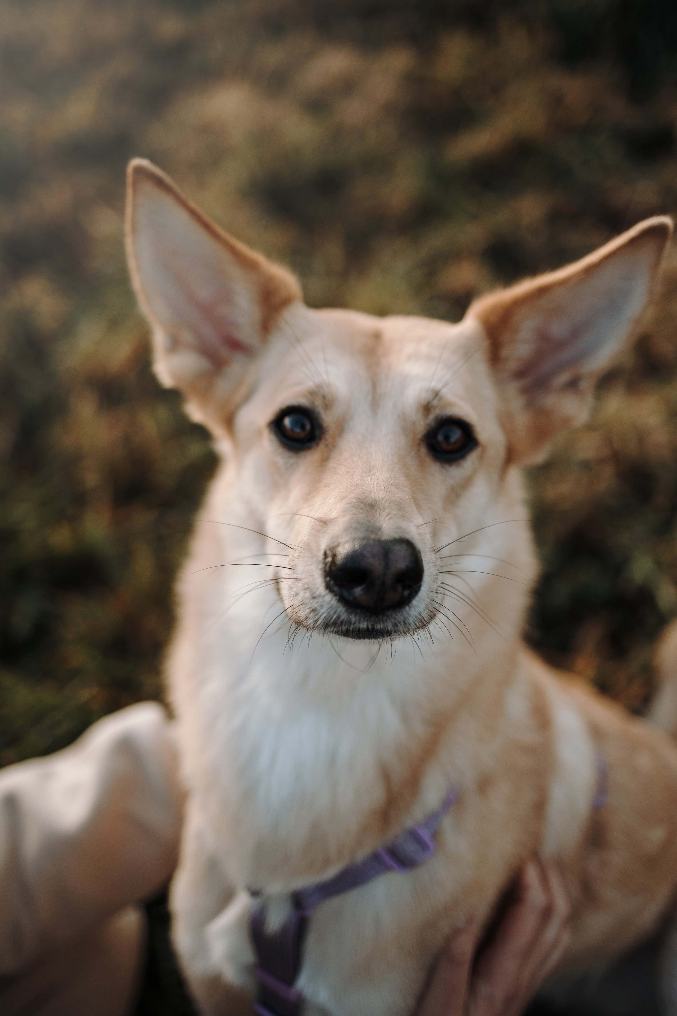 Юля и Джесси. Фотограф — Анималист | Санкт-Петербург