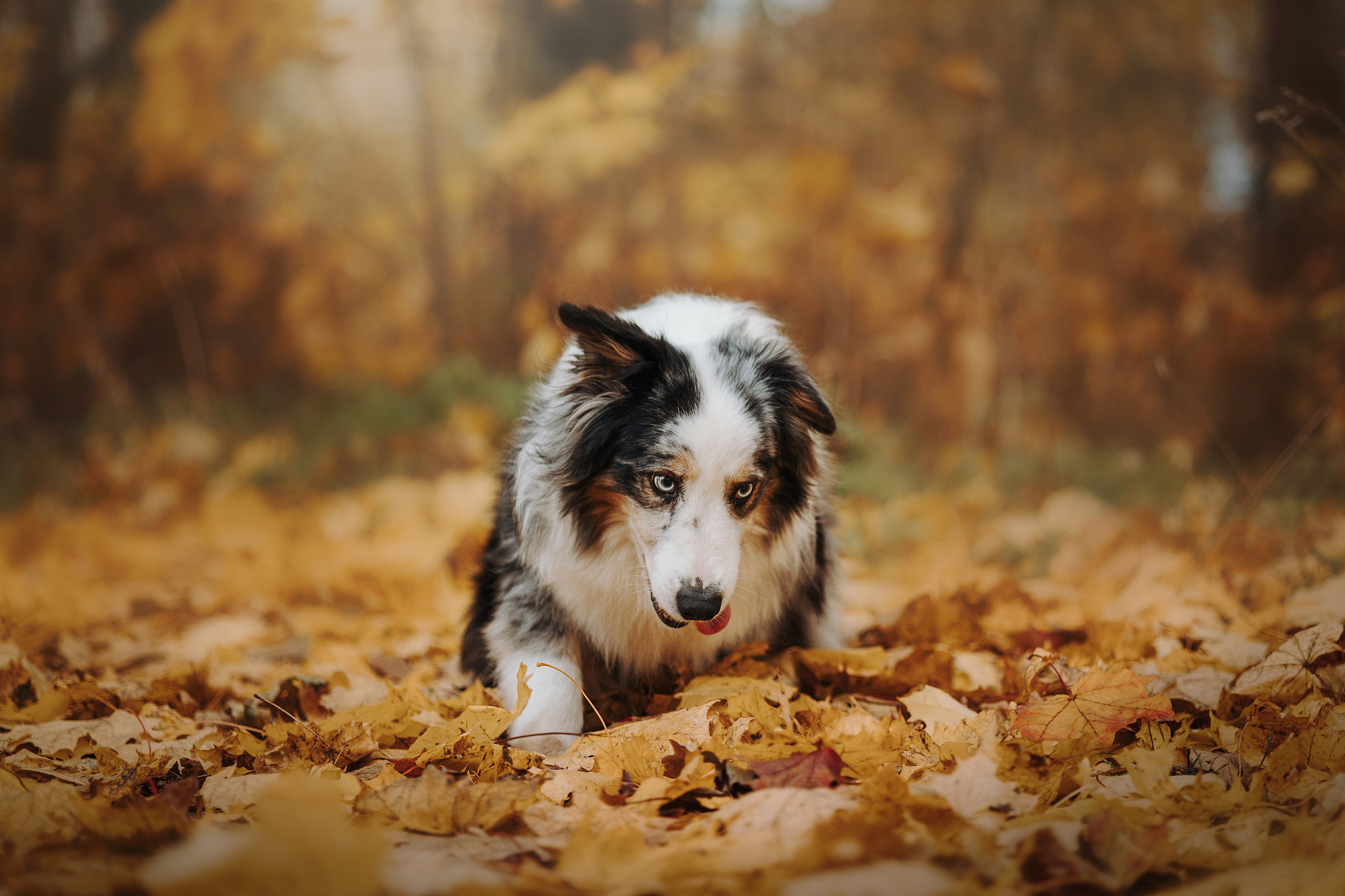 Бэстик и Ирина. Фотограф — Анималист | Санкт-Петербург