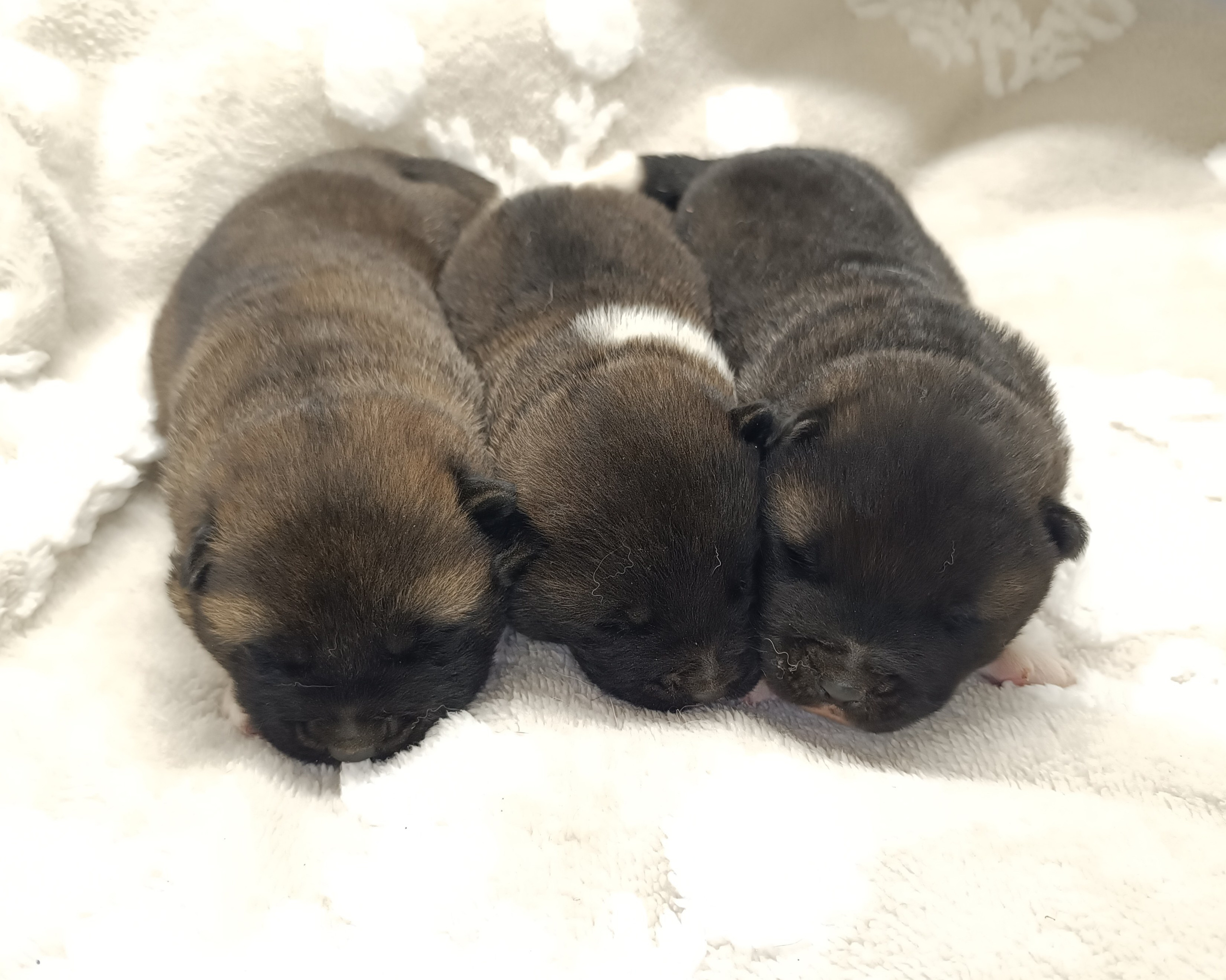 Американская акита  щенки питомник Санкт-Петербург клубные щенки Американская акита питомник RUBYLIGHT Рубилайт купить щенка американской акиты