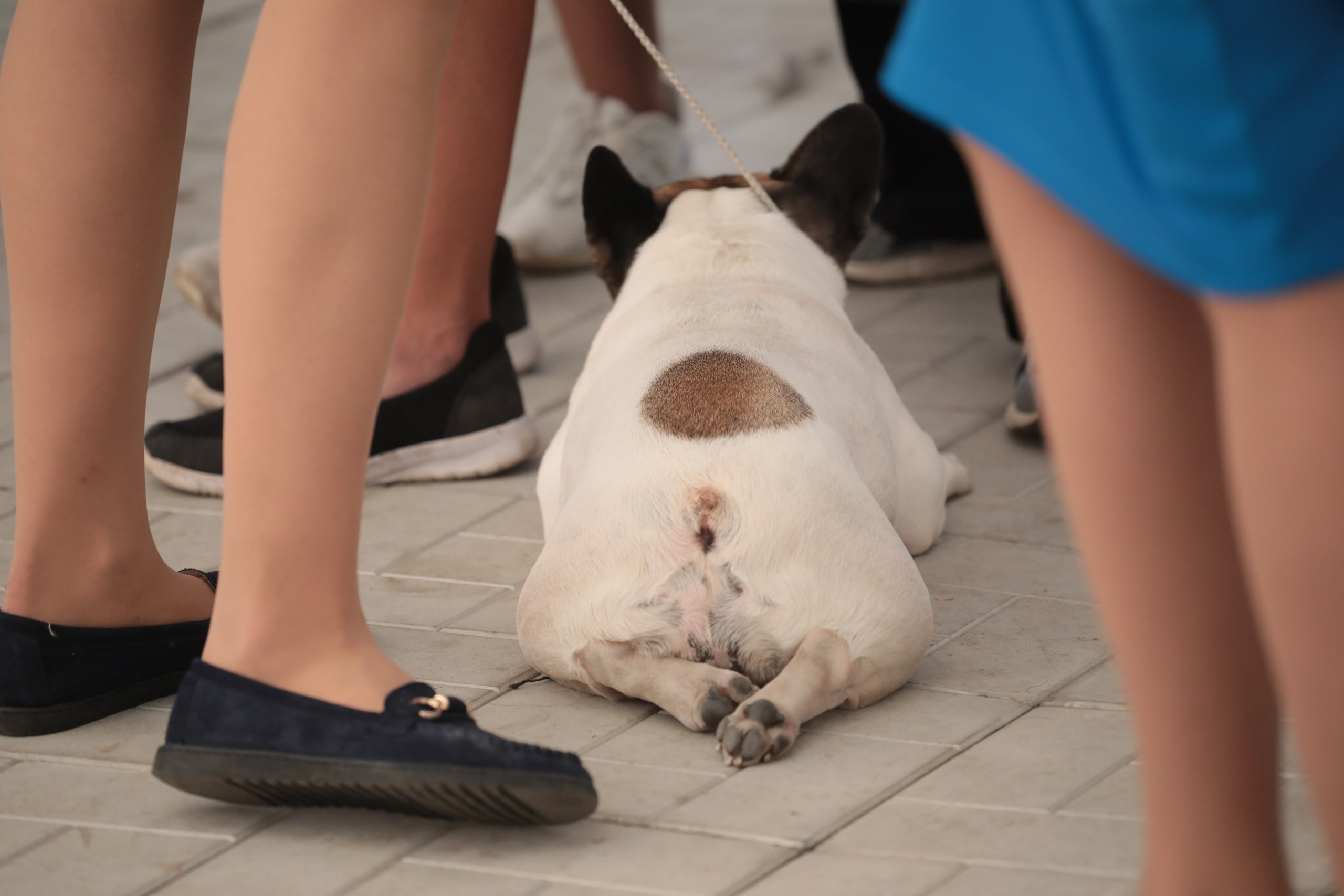 Выставка собак РКФ. Фотограф Екатерина Козловская