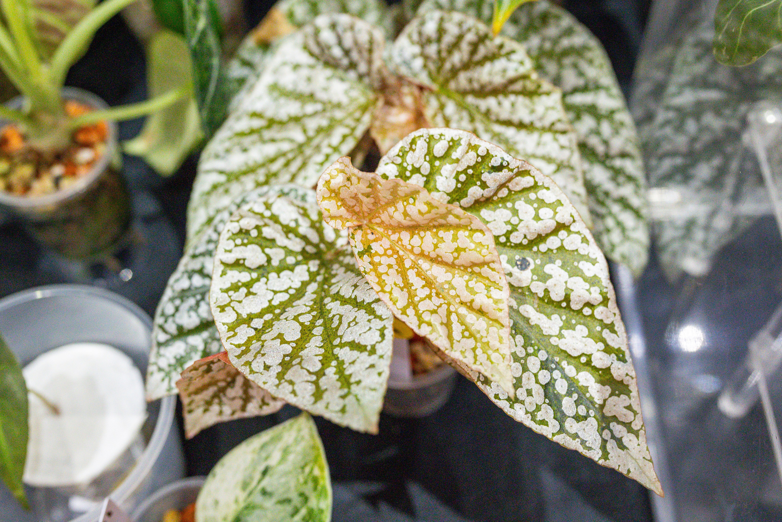 Монстериум 11–12 октября. Александра Куликова фотограф, Москва