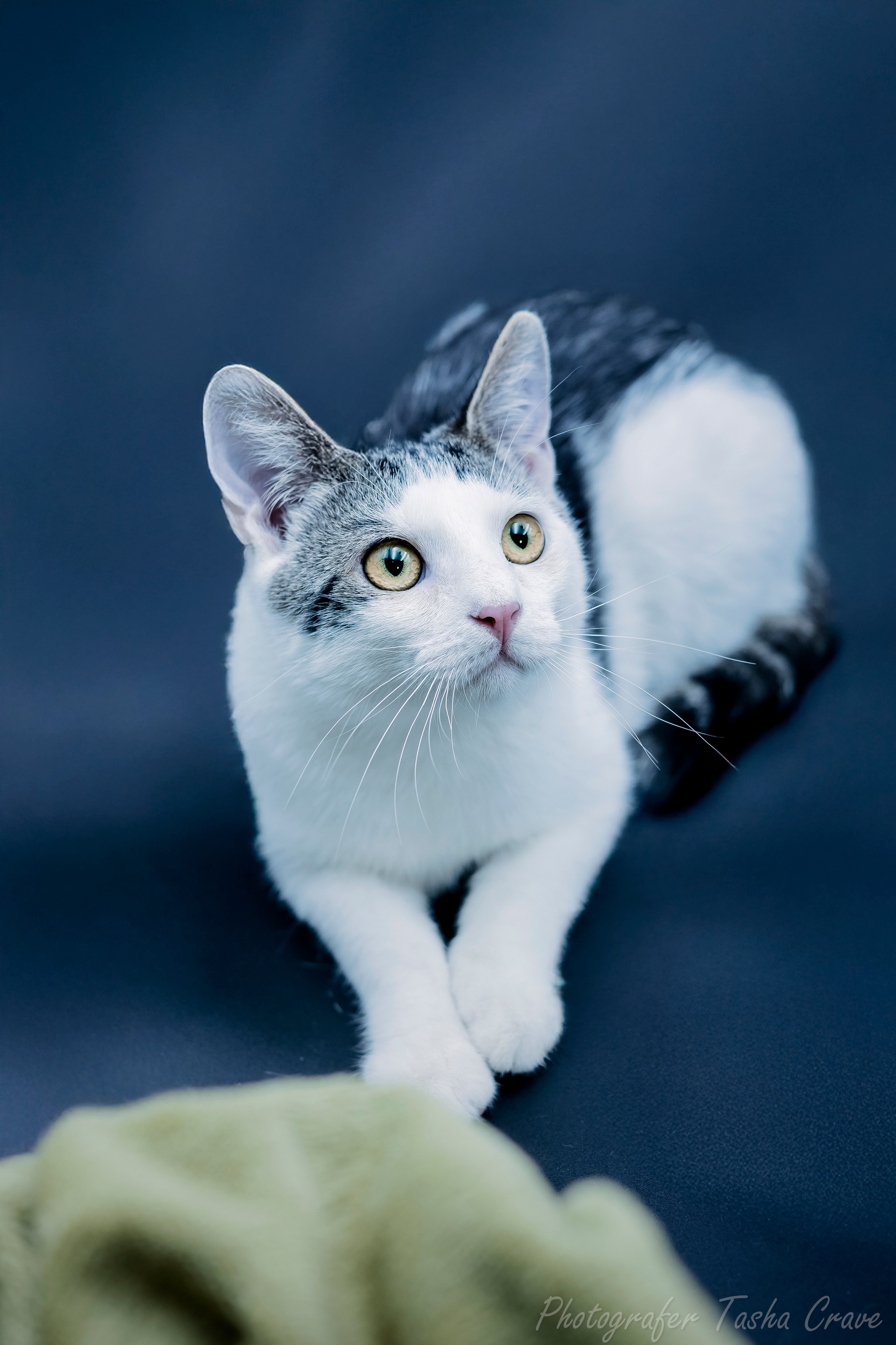 Передержка. Фотограф анималист в Санкт-Петербурге Таша Крейв