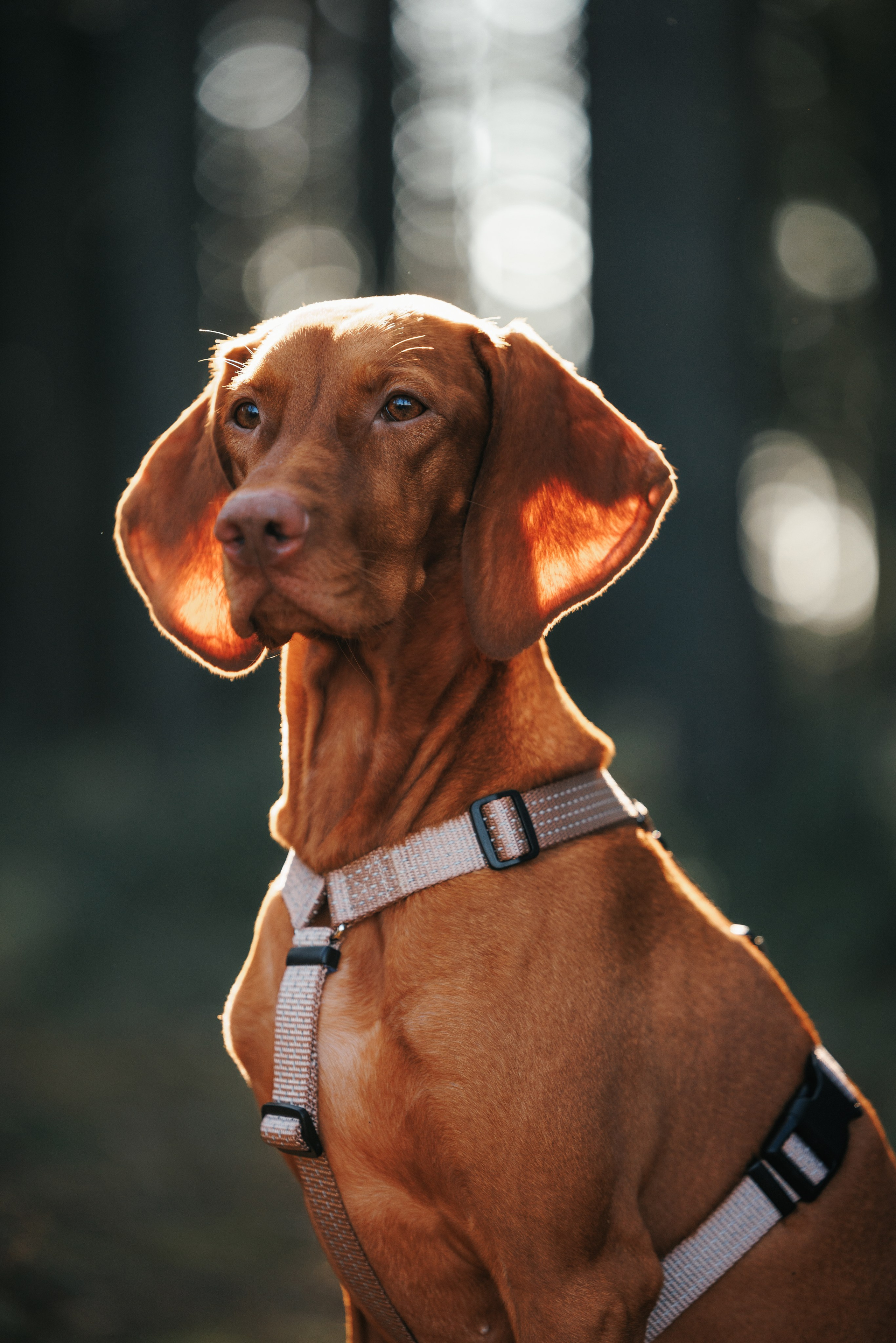 Шлейки Petforta. Фотограф анималист Осипчикова Мария