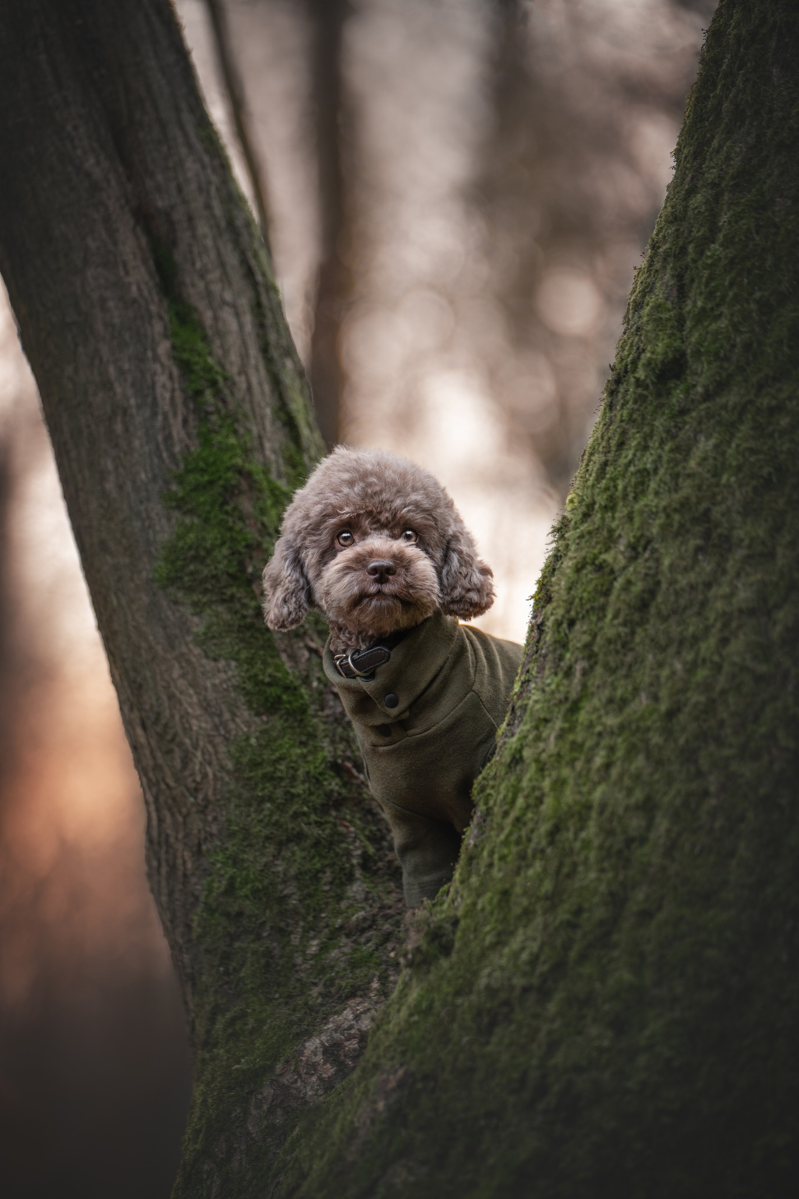 Миша и Лева. Фотограф анималист Осипчикова Мария