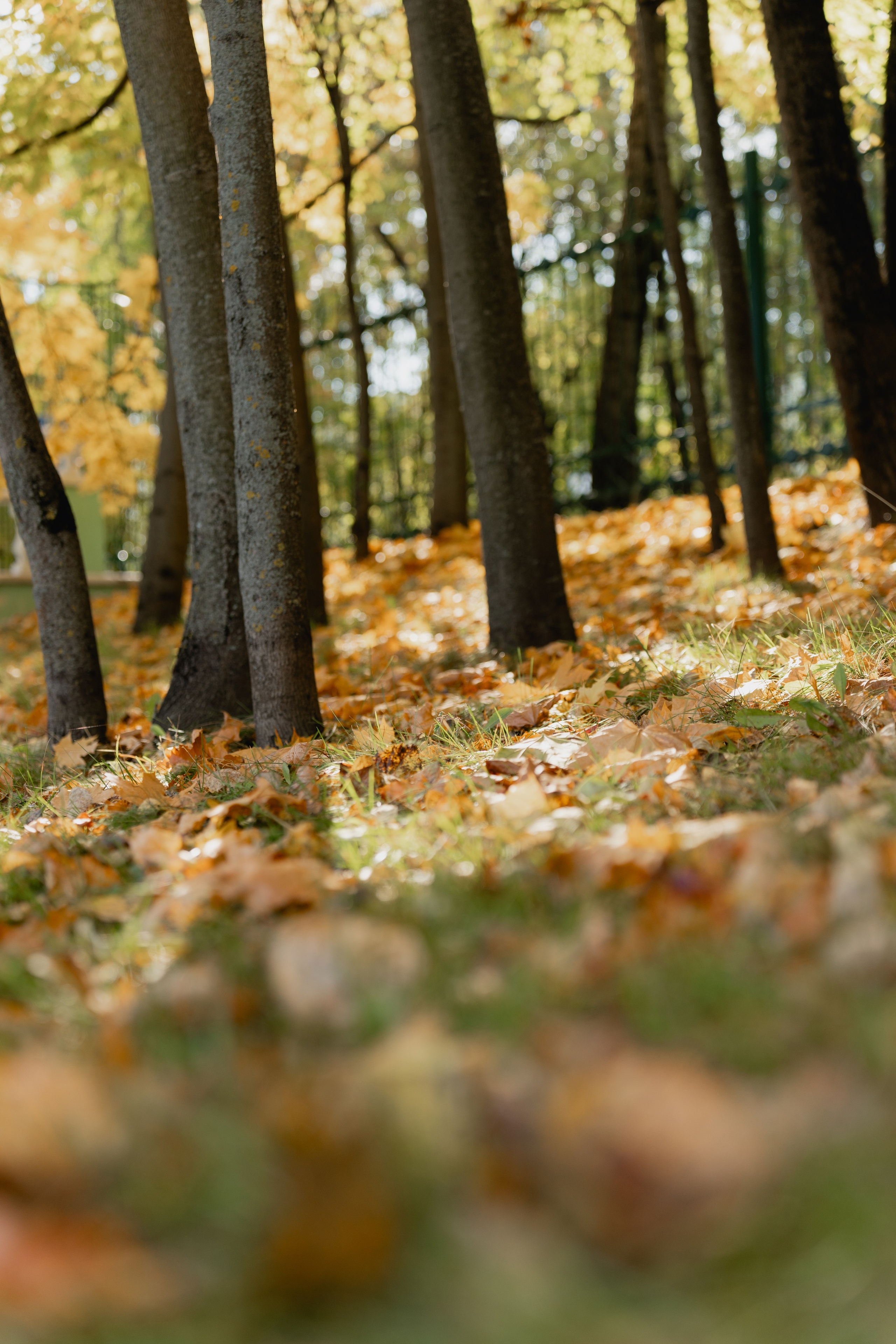 Осенняя прогулка с сыном. Виктория Саханкова — портретный и семейный фотограф в Москве