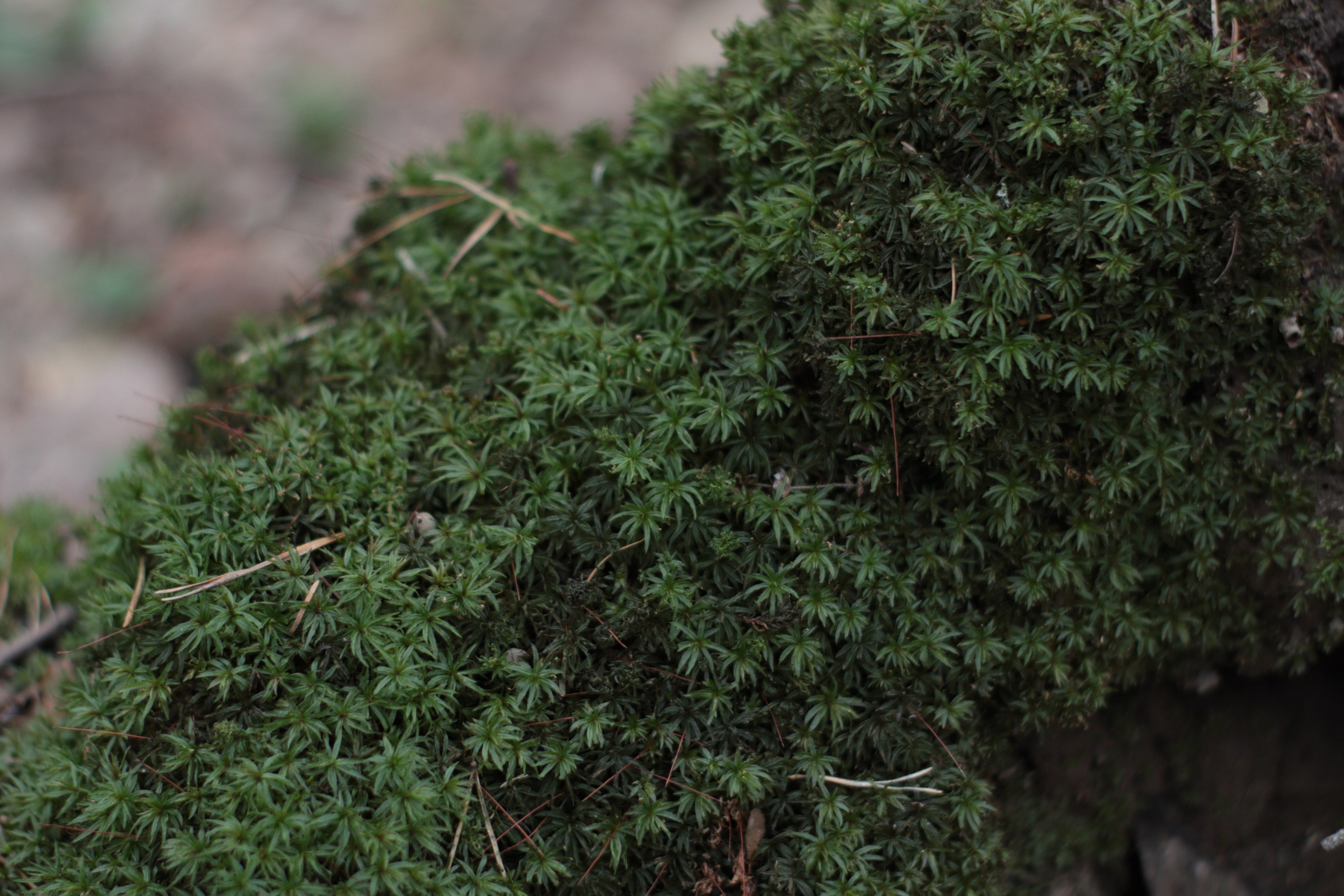 Старое природное, отбирала Katamount (Катерина Горохова). Главная