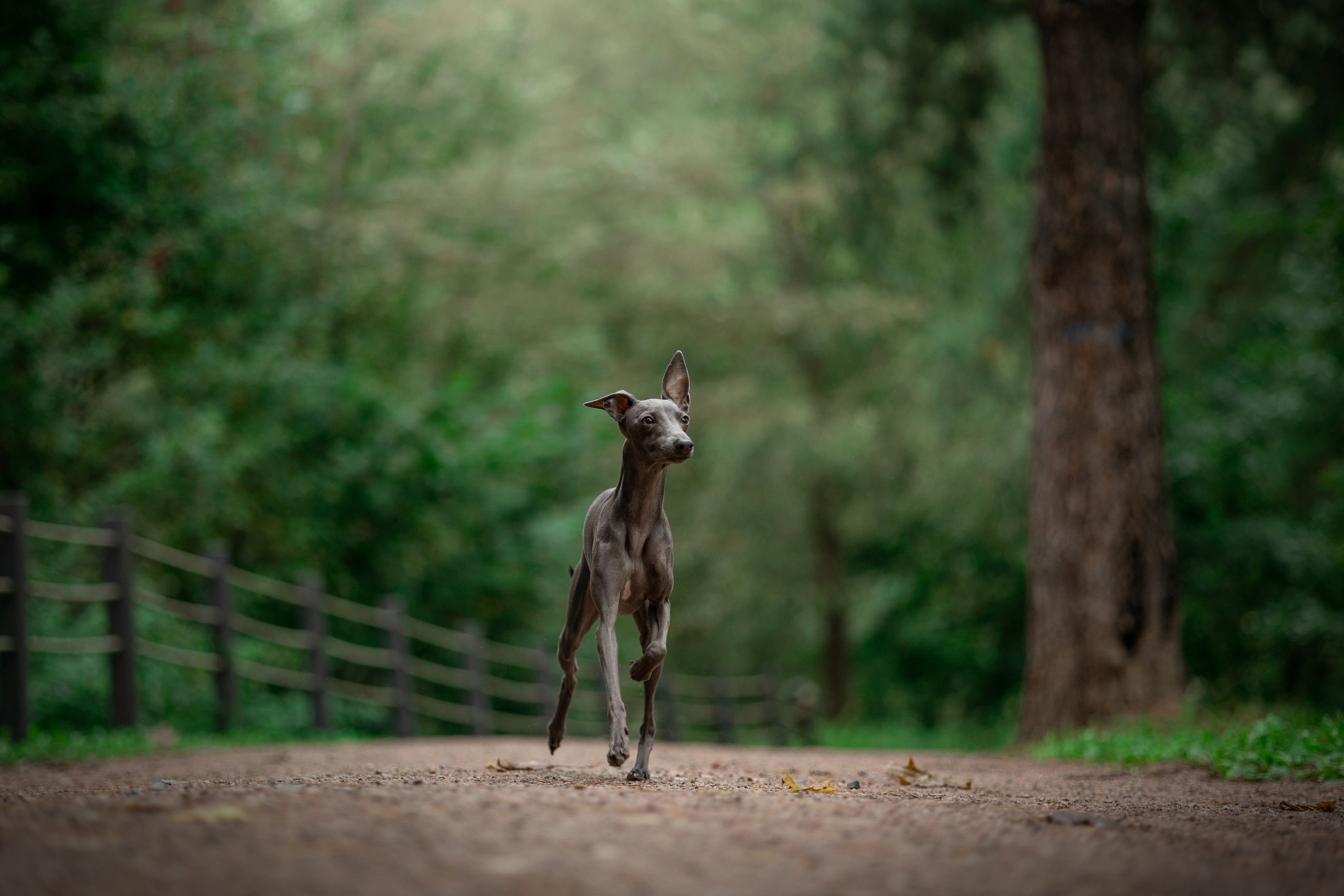 Лучик и ее семья. Фотограф — Анималист | Санкт-Петербург