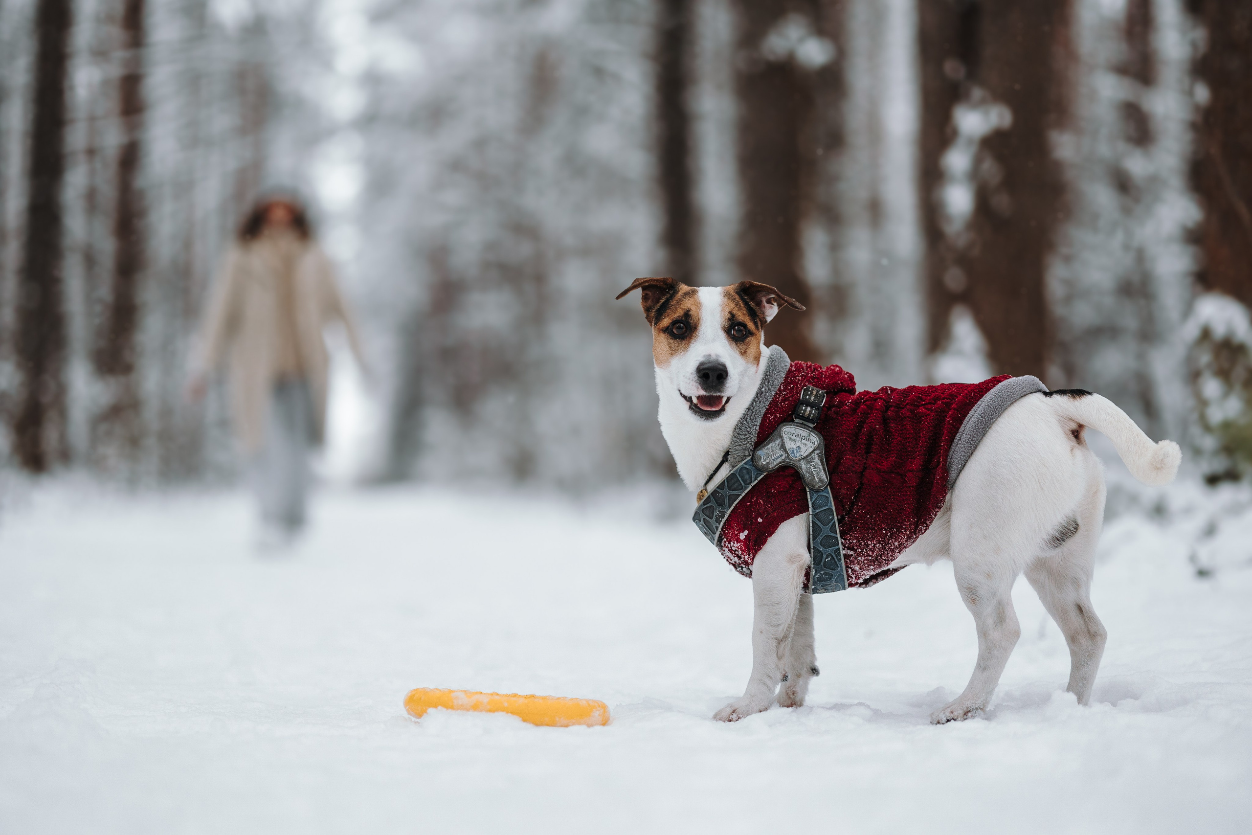 Мики и его семья. Фотограф — Анималист | Санкт-Петербург