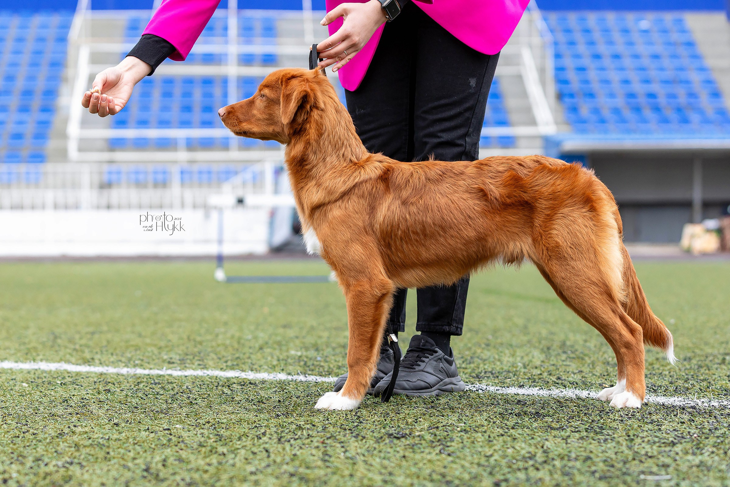 26 мая 2024, Выставка РКФ, г. Пермь. Htykk_photo