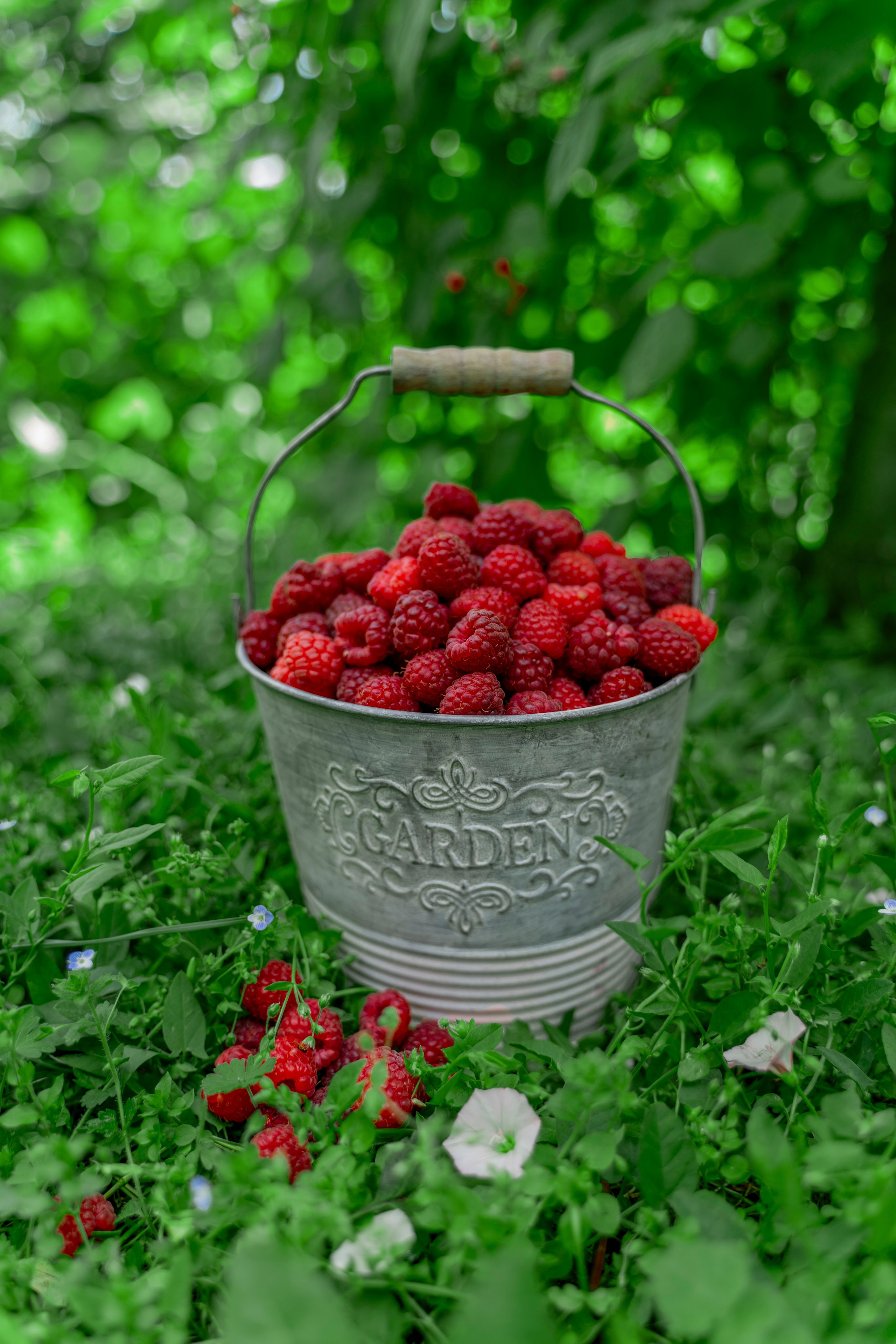 Raspberry. Photographer Liana Sudets Serbia Kopaonik Brzece Brus
