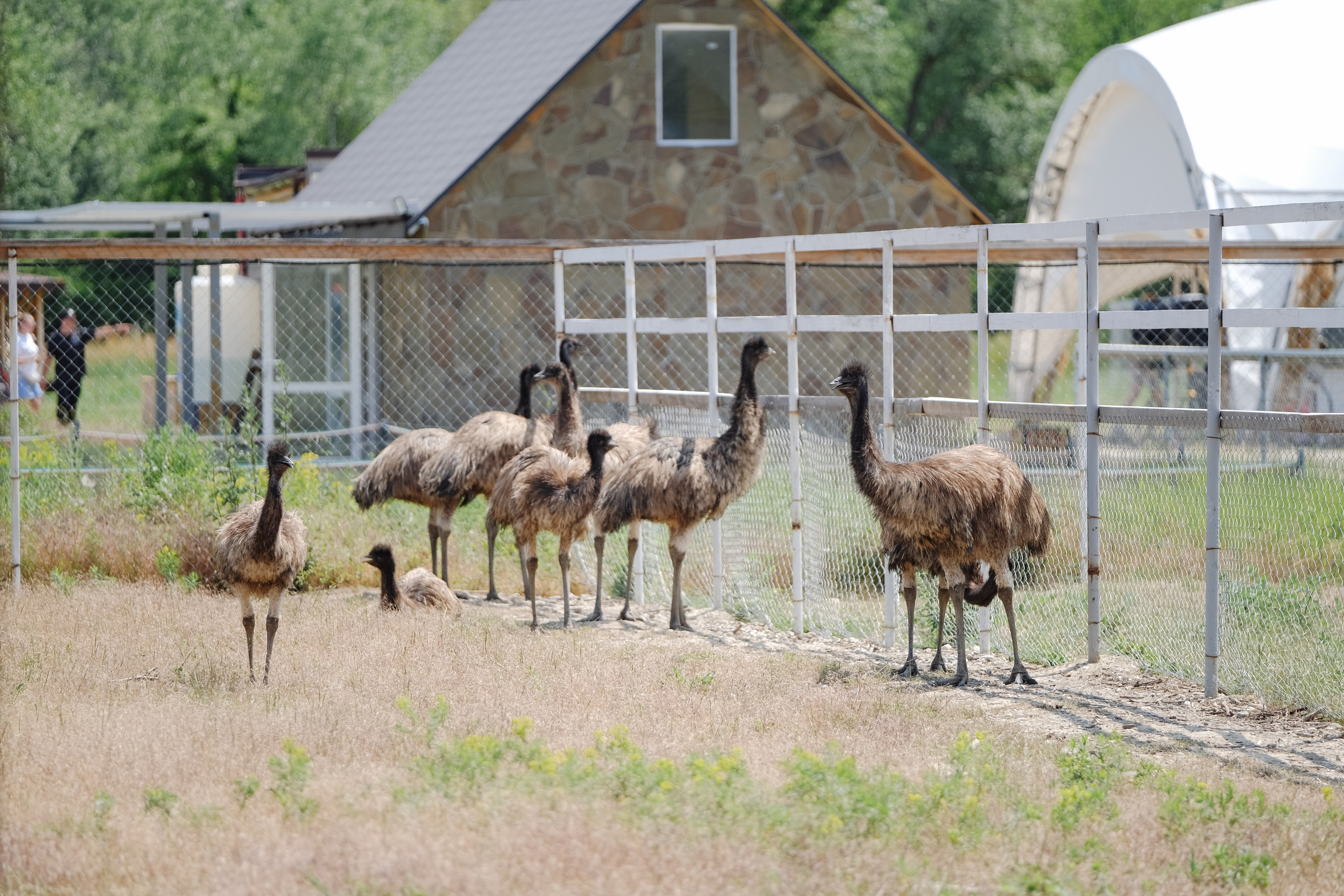 Репортаж на ферме. Профессиональная фотосъемка в Крыму. Натуральные эмоции и живые кадры. Забронируйте дату прямо сейчас!